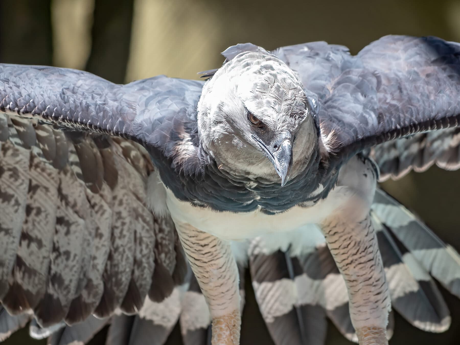 Harpy eagle close up