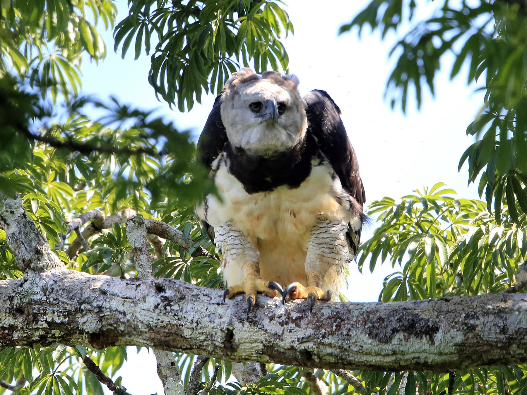 Harpy eagle in equador