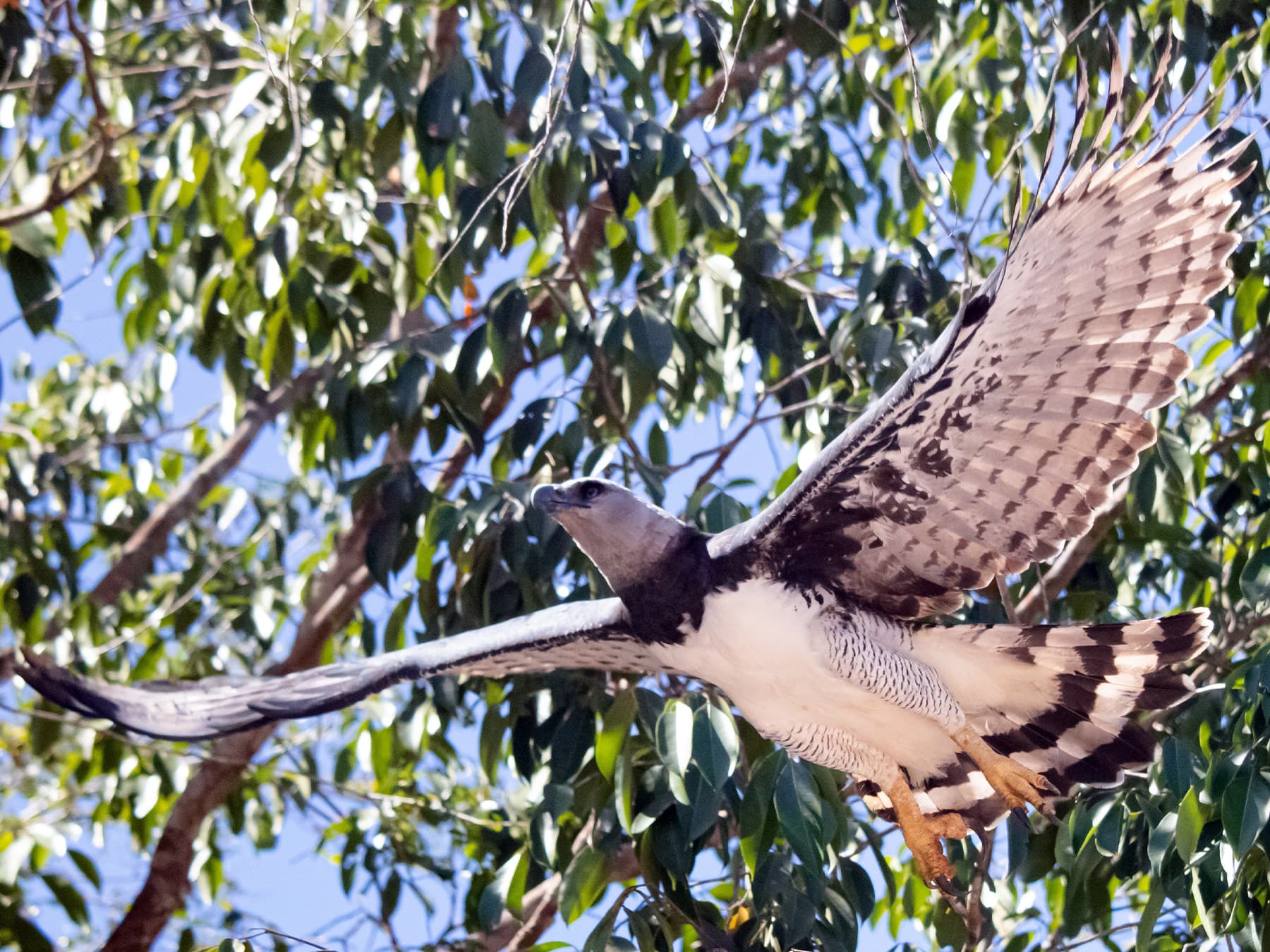 Harpy Eagle in-flight