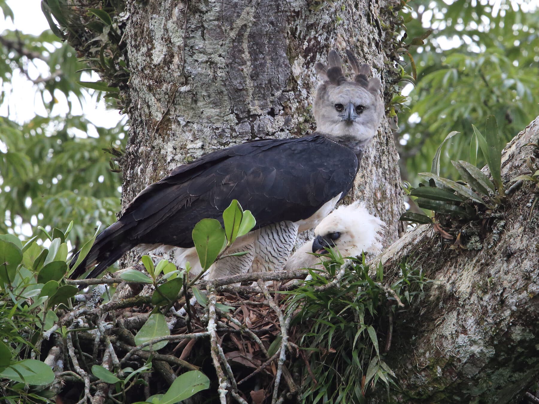 Harpy eagle nest with chick