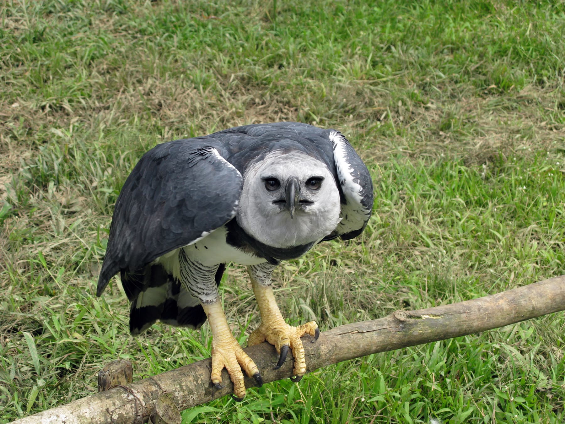 Harpy Eagle perching on a wooden fence pole