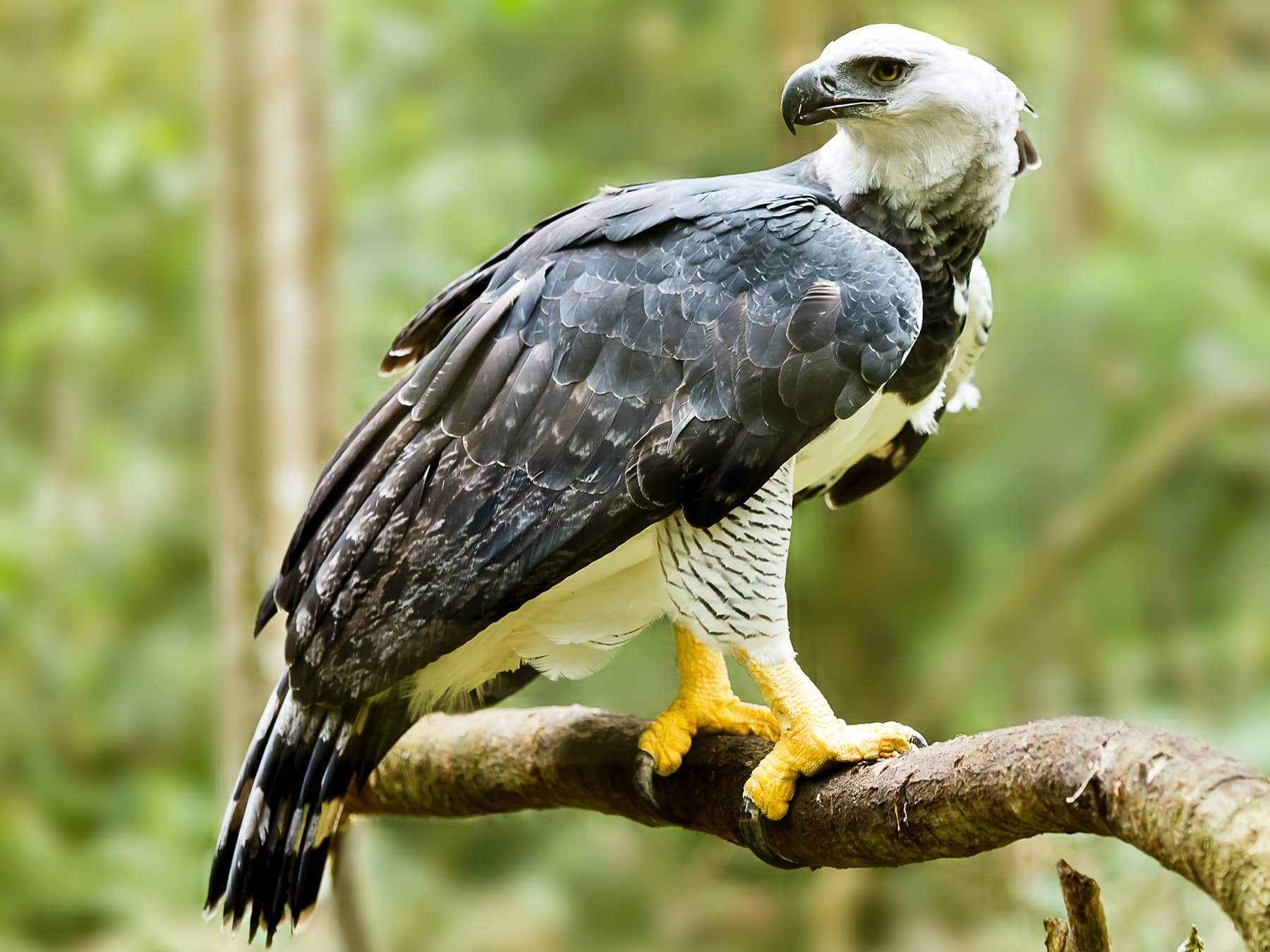 Harpy Eagle perching on a branch in the rainforest