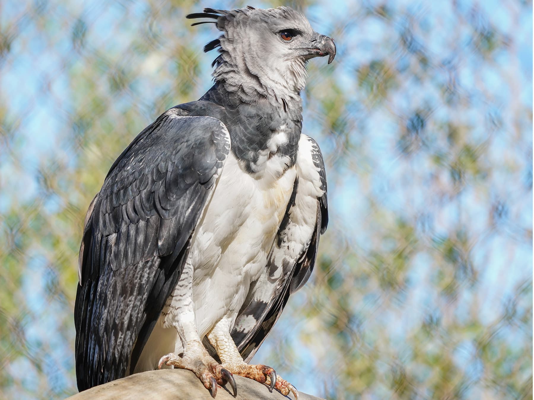 Harpy Eagle resting in the trees