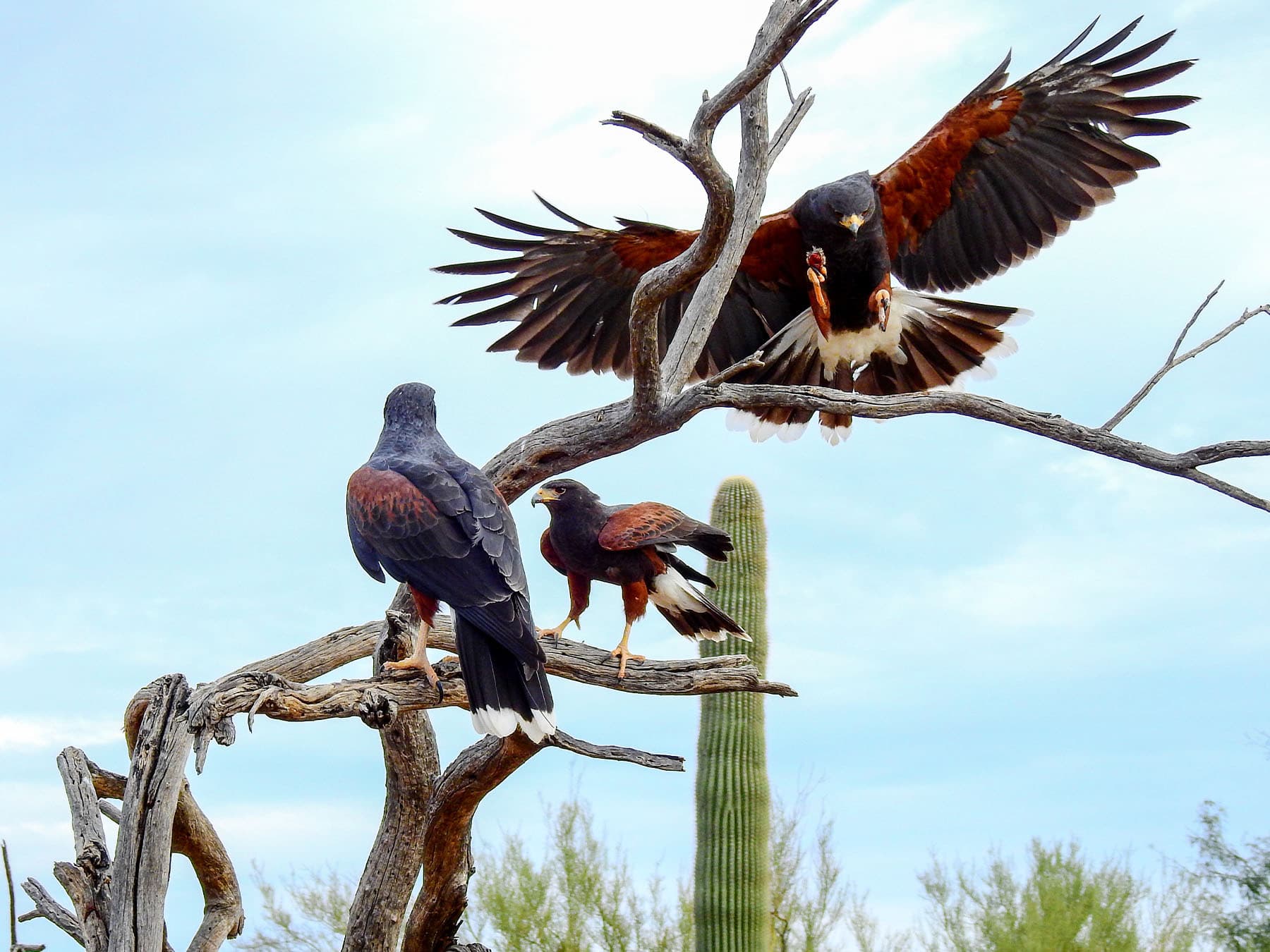 Harris hawk family hunting