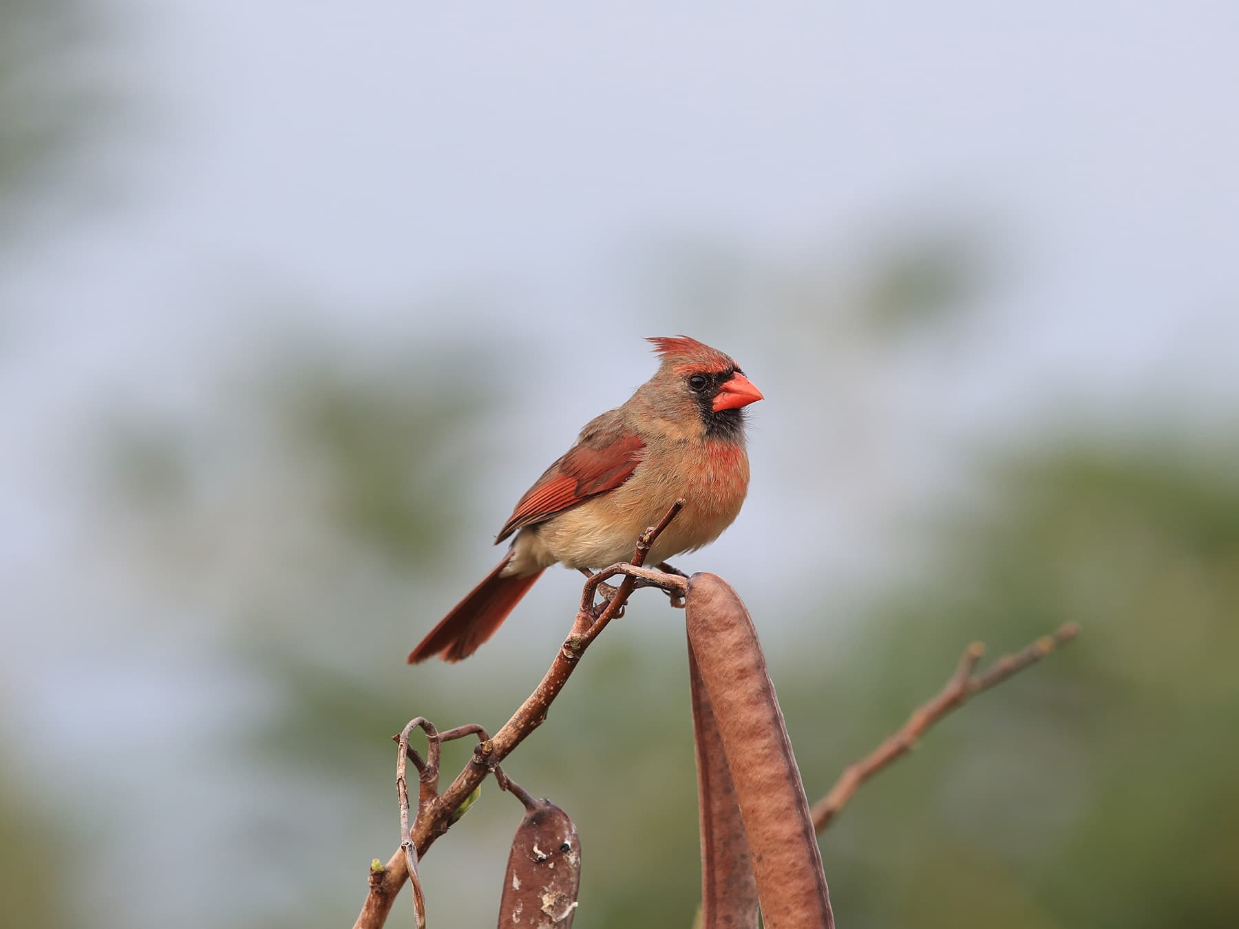 Hawaii cardinal