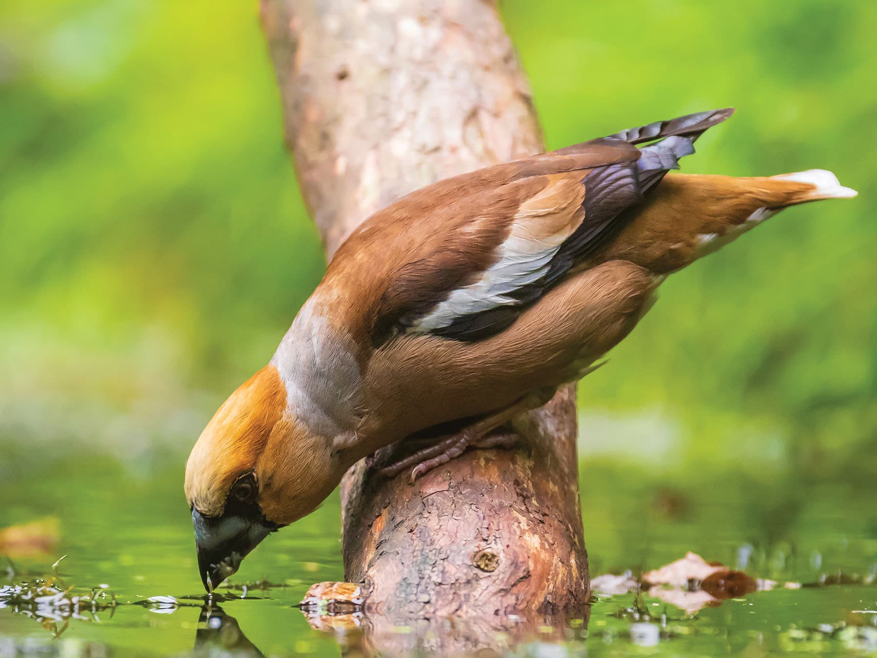 Male Hawfinch taking a drink of water