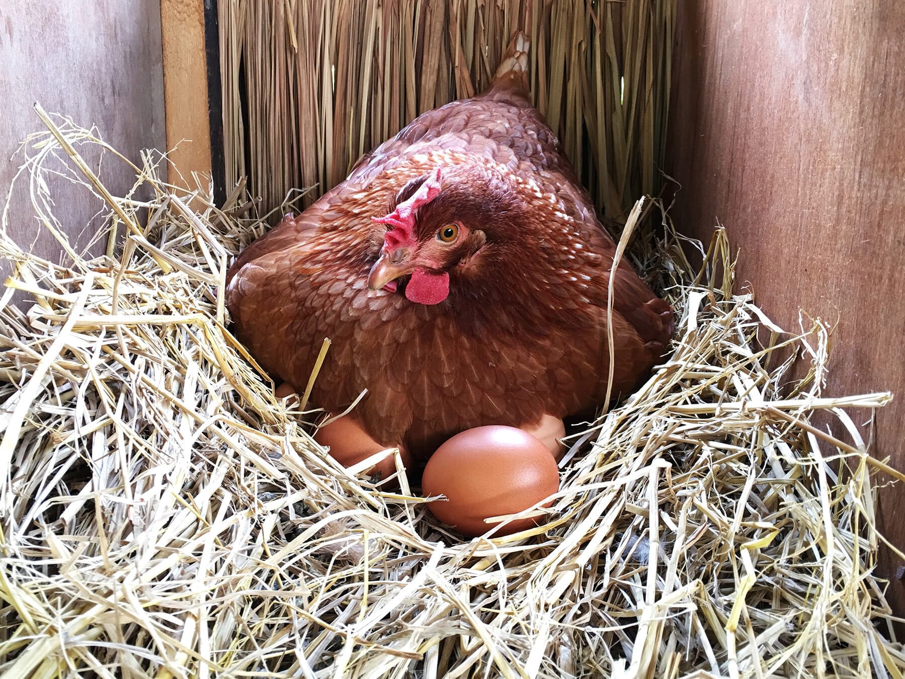 Hen in straw nest