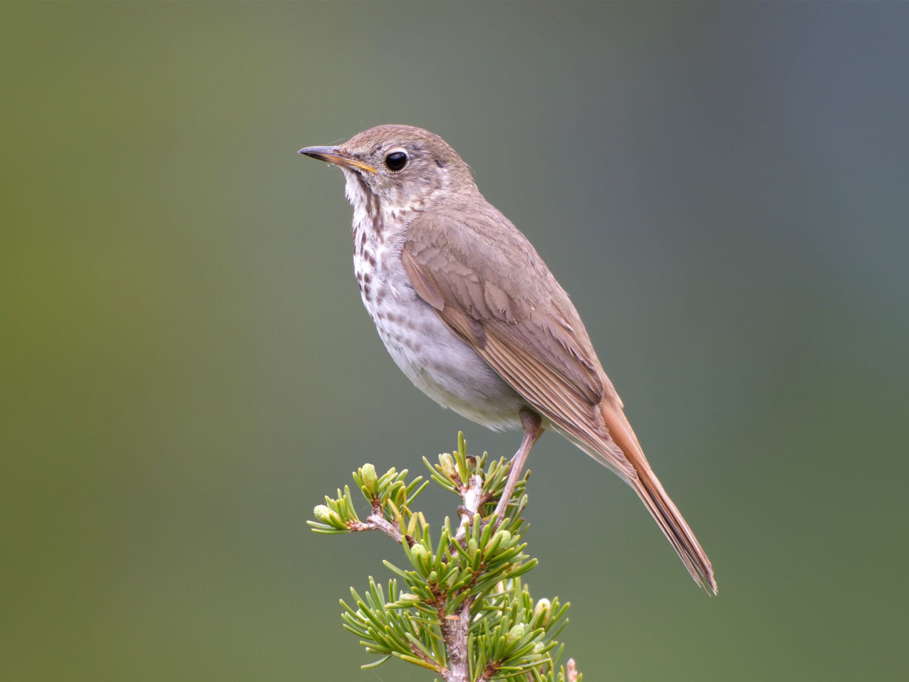 Hermit Thrush