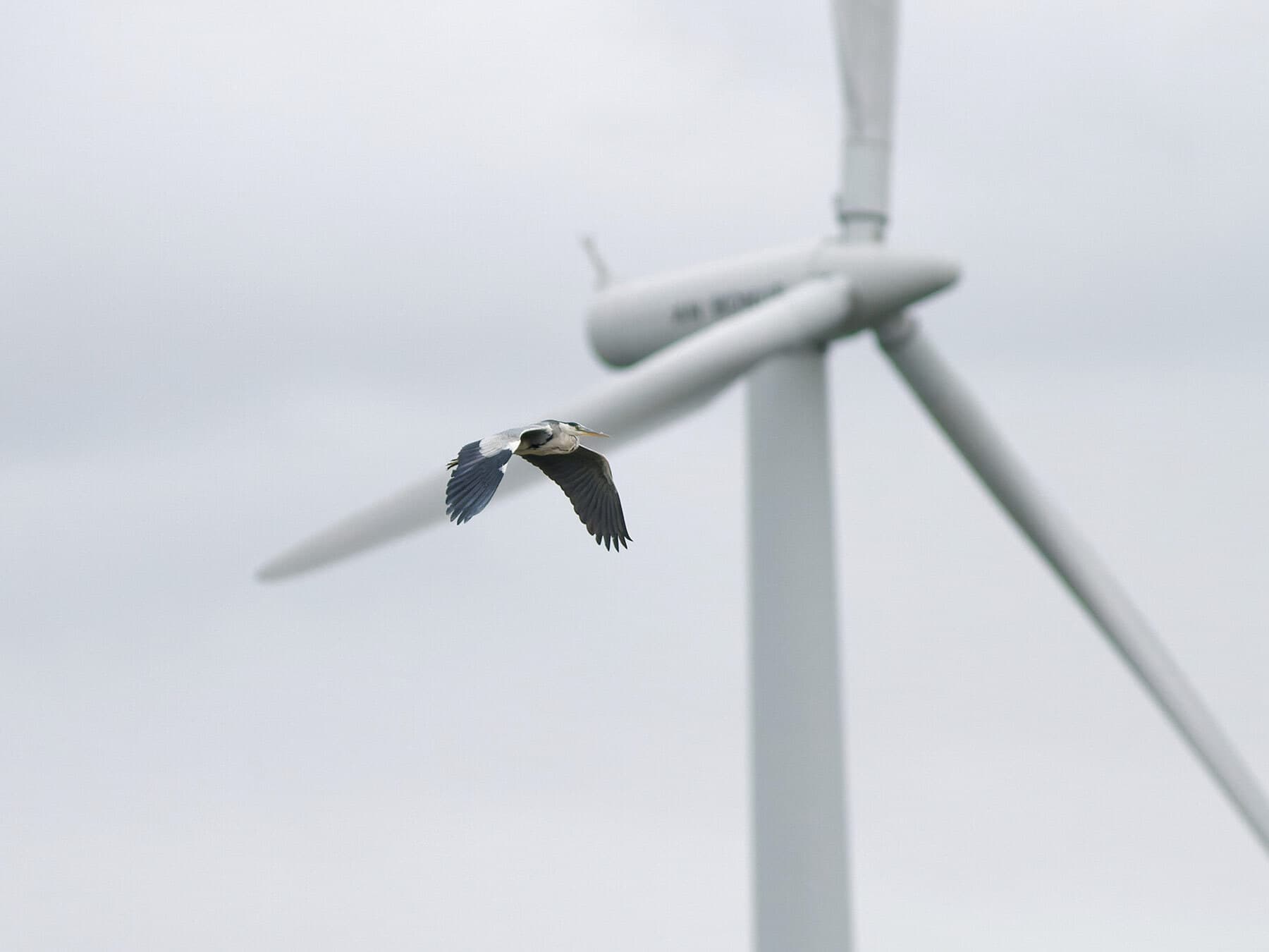 Heron wind turbine