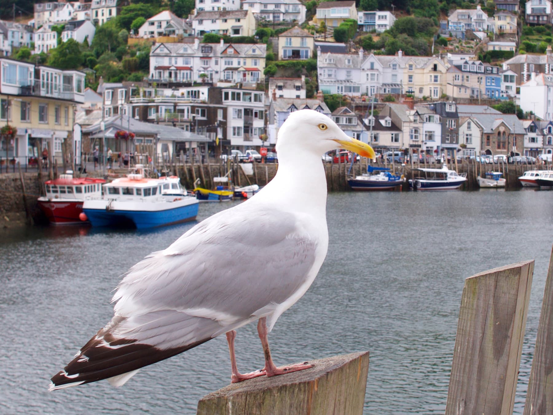 Herring gull at quayside