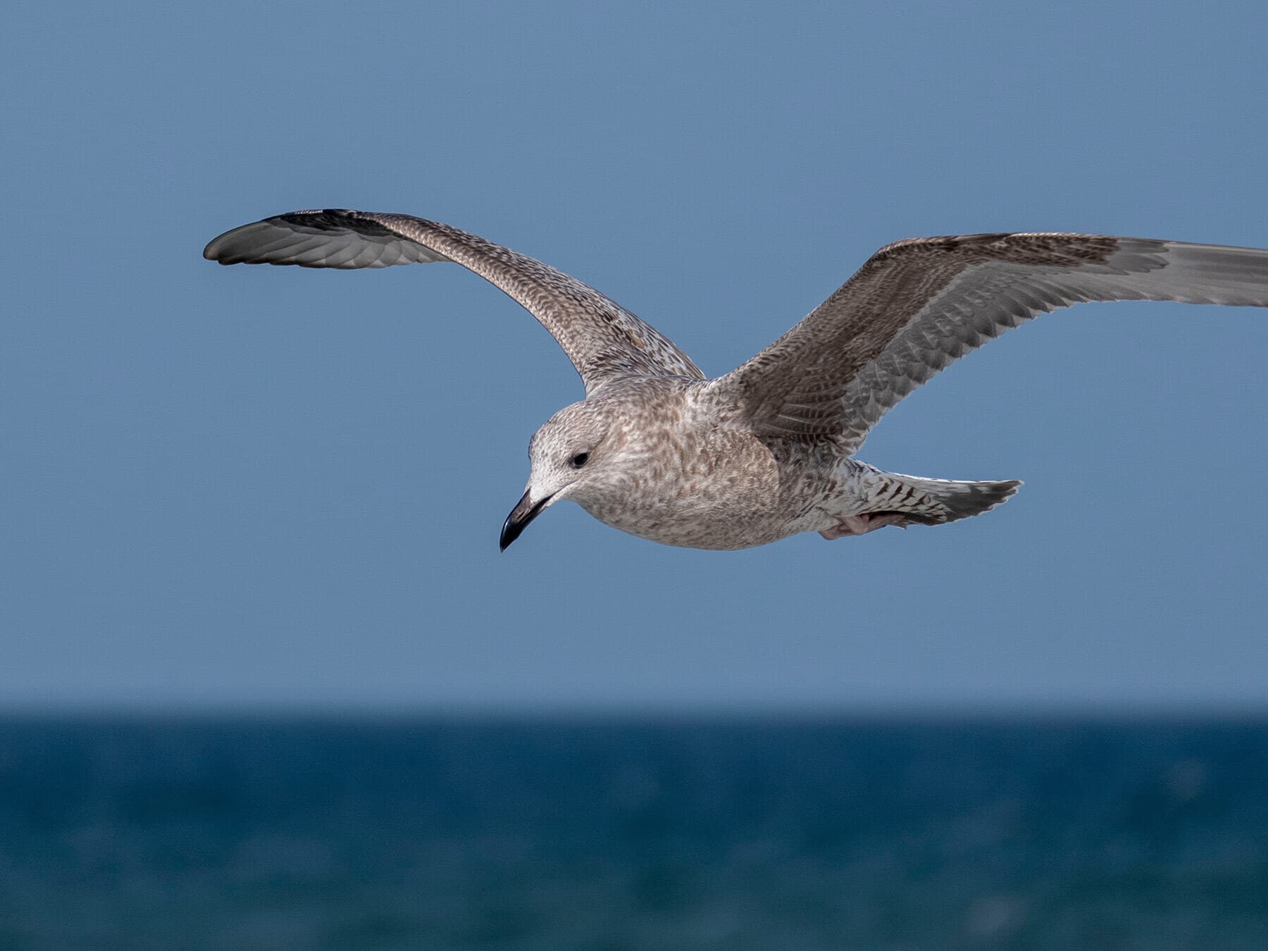Herring gull fledgling