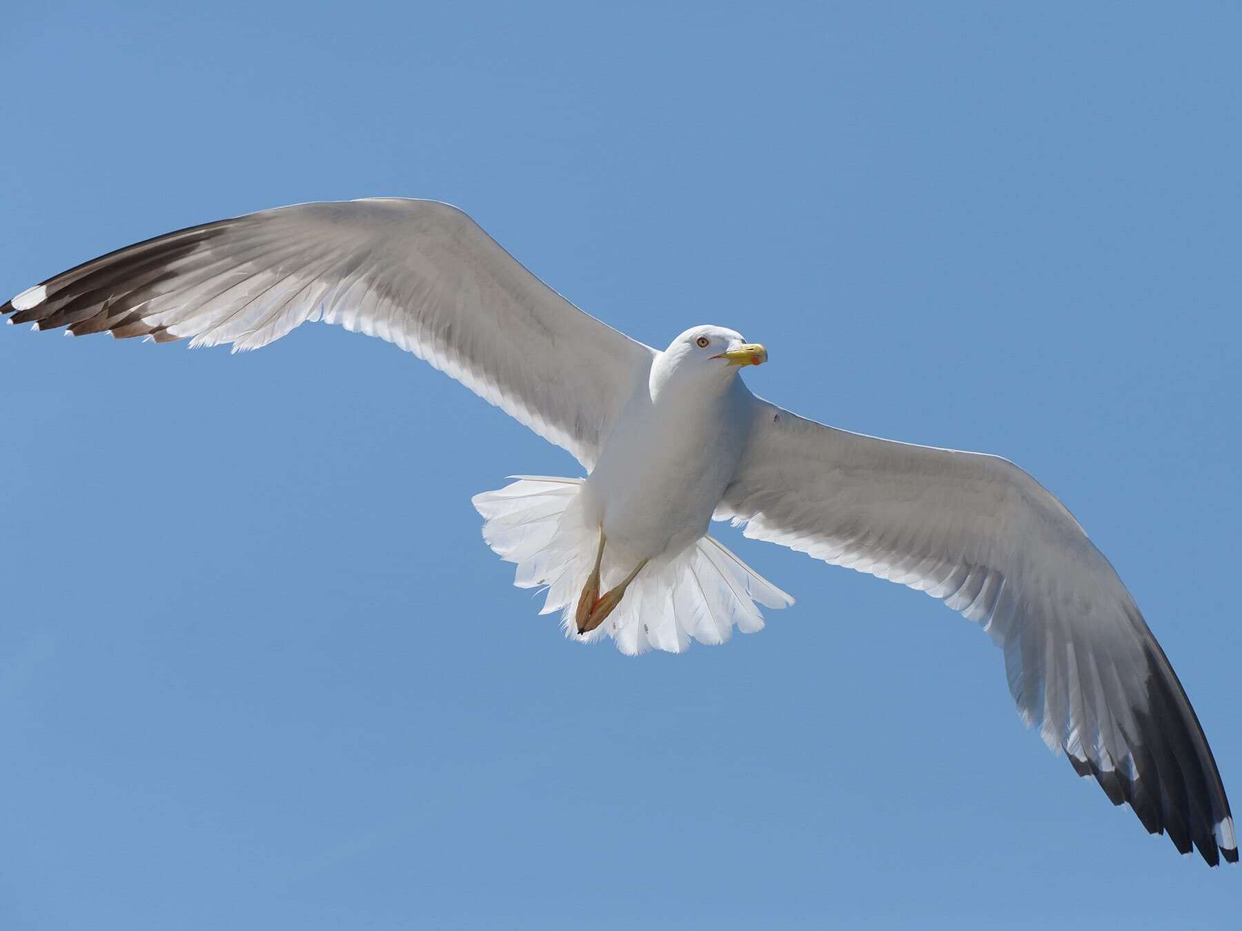 Herring gull in flight