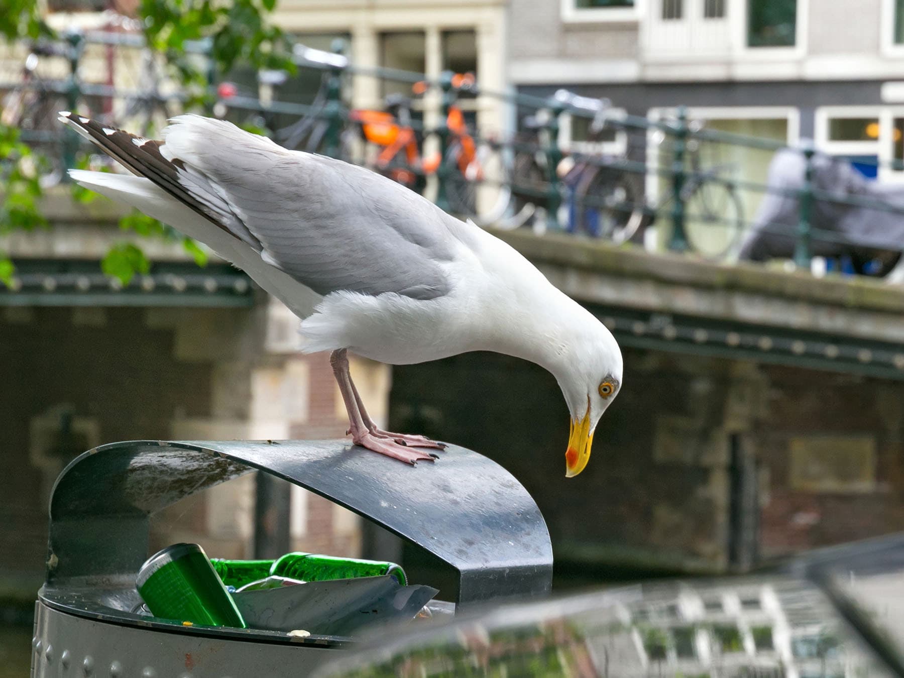 Herring gull standing on top of trash bin