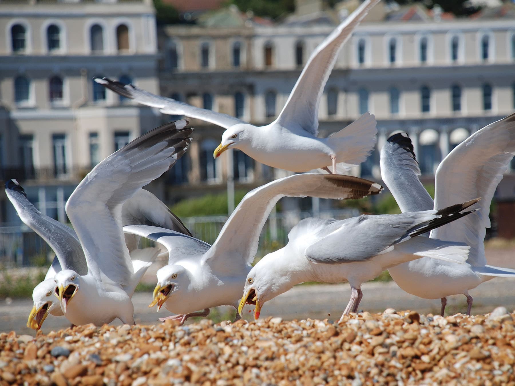 Herring Gulls scavenging for food on the beach at Folkestone in Kent, England