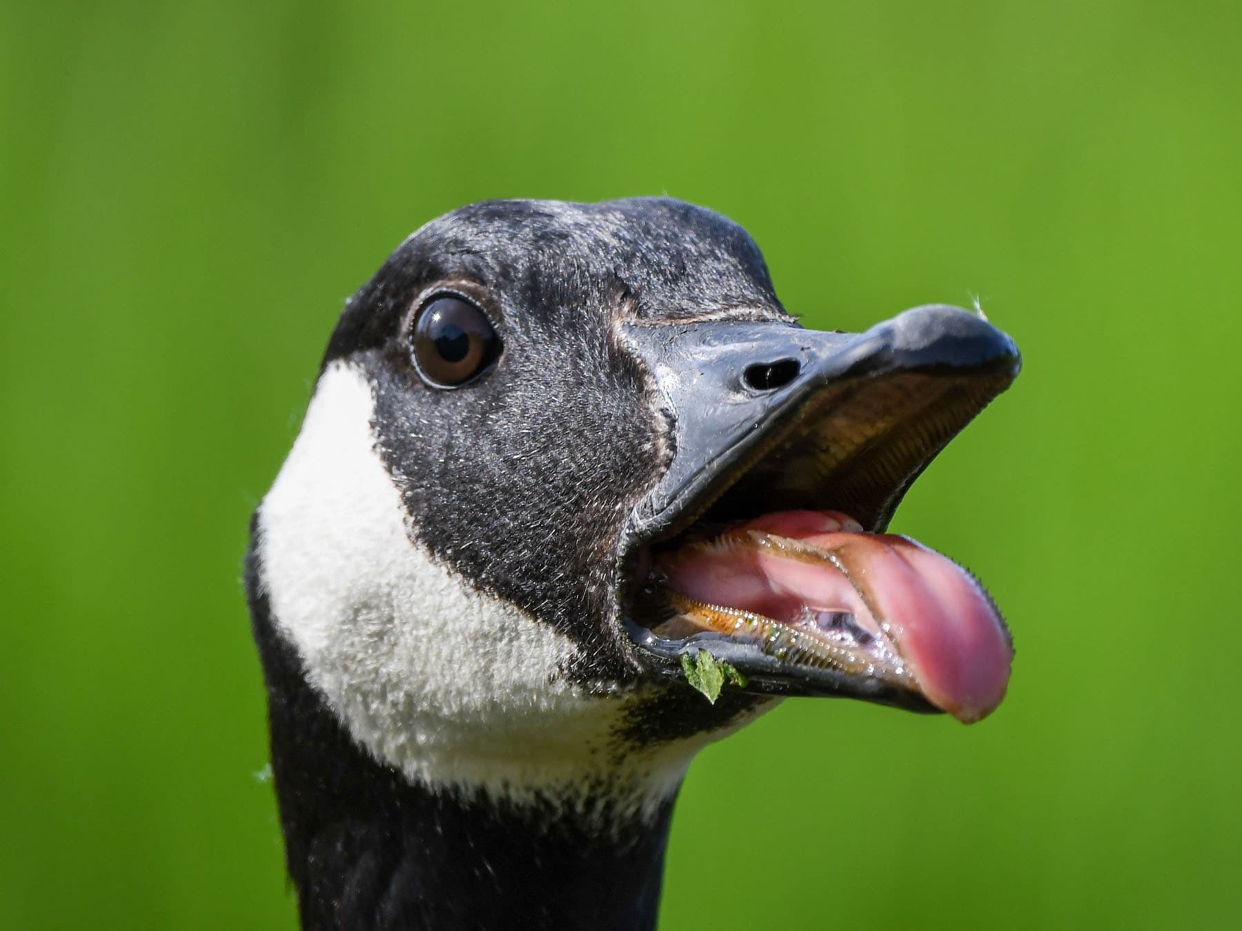 Hissing canada goose