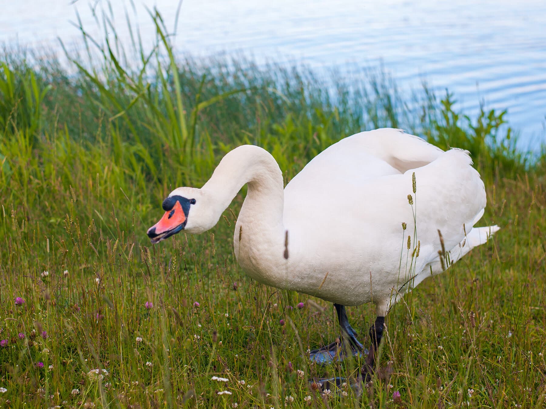 Hissing swan