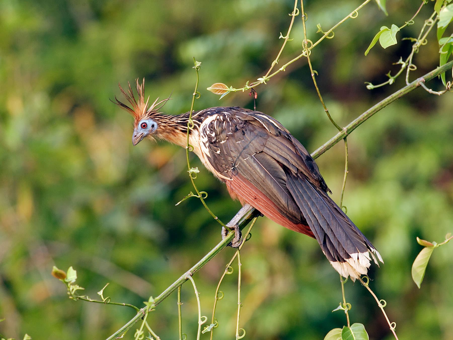 Hoatzin feeding on leaves