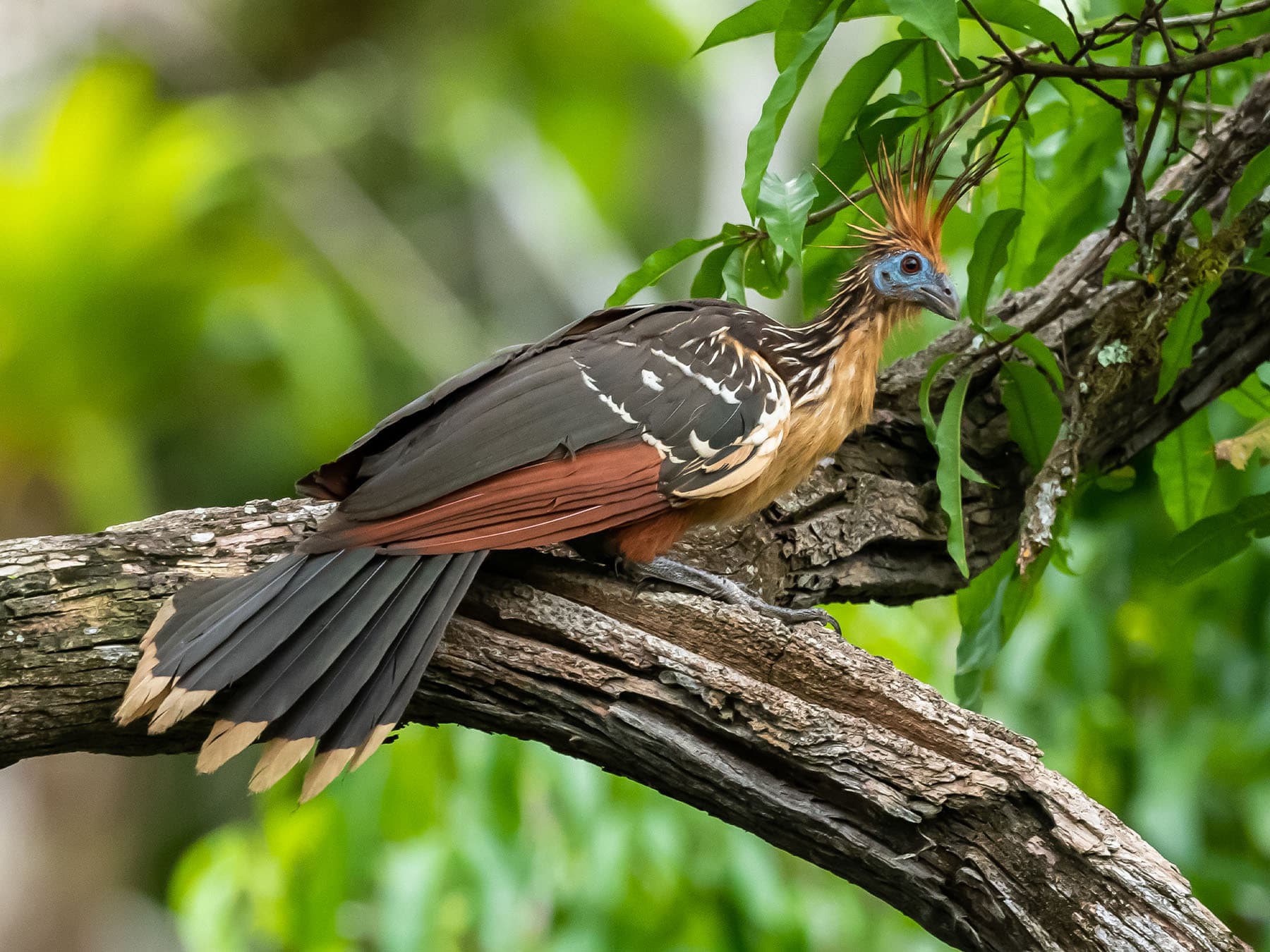 Hoatzin perched in the rainforest