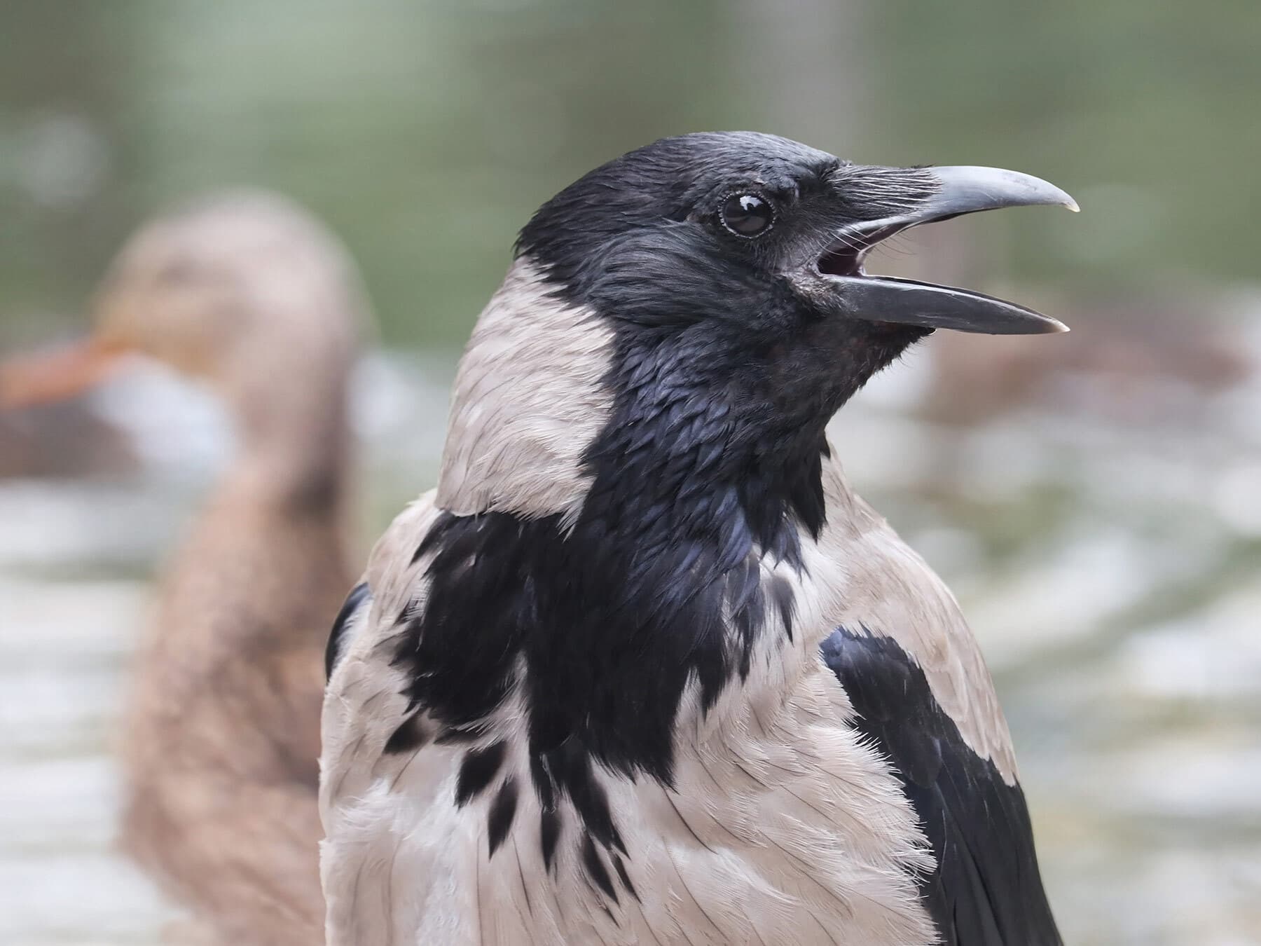 Hooded crow close up