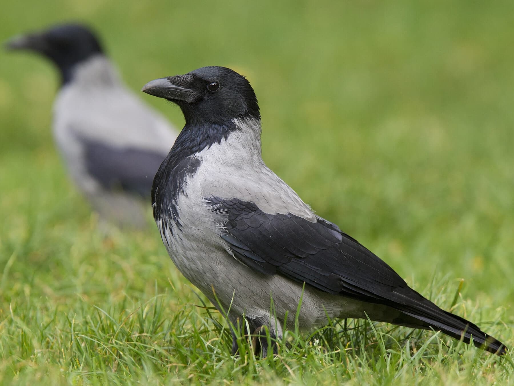 Hooded crow close