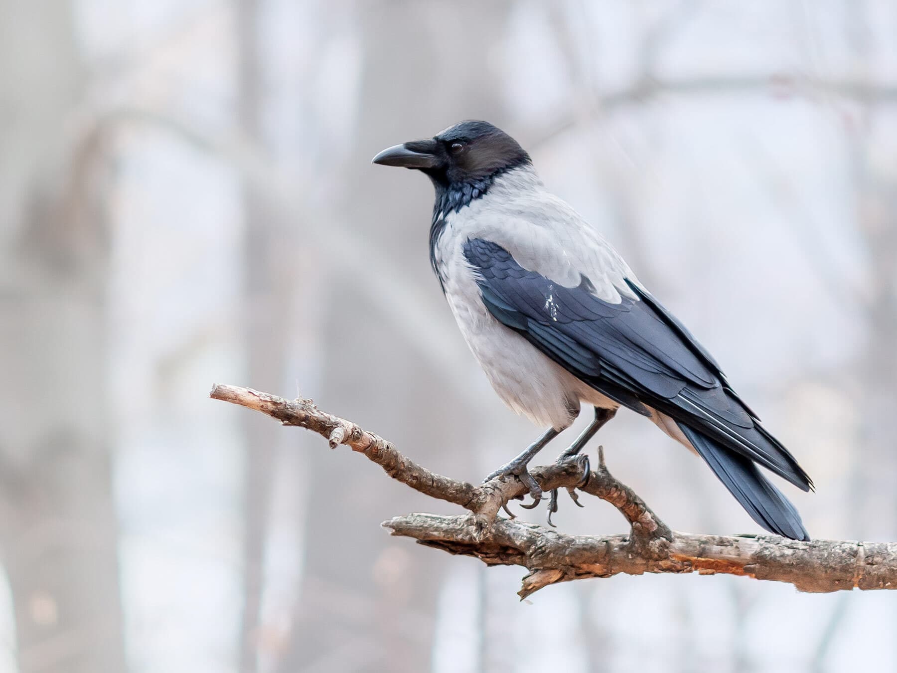 Hooded crow migration