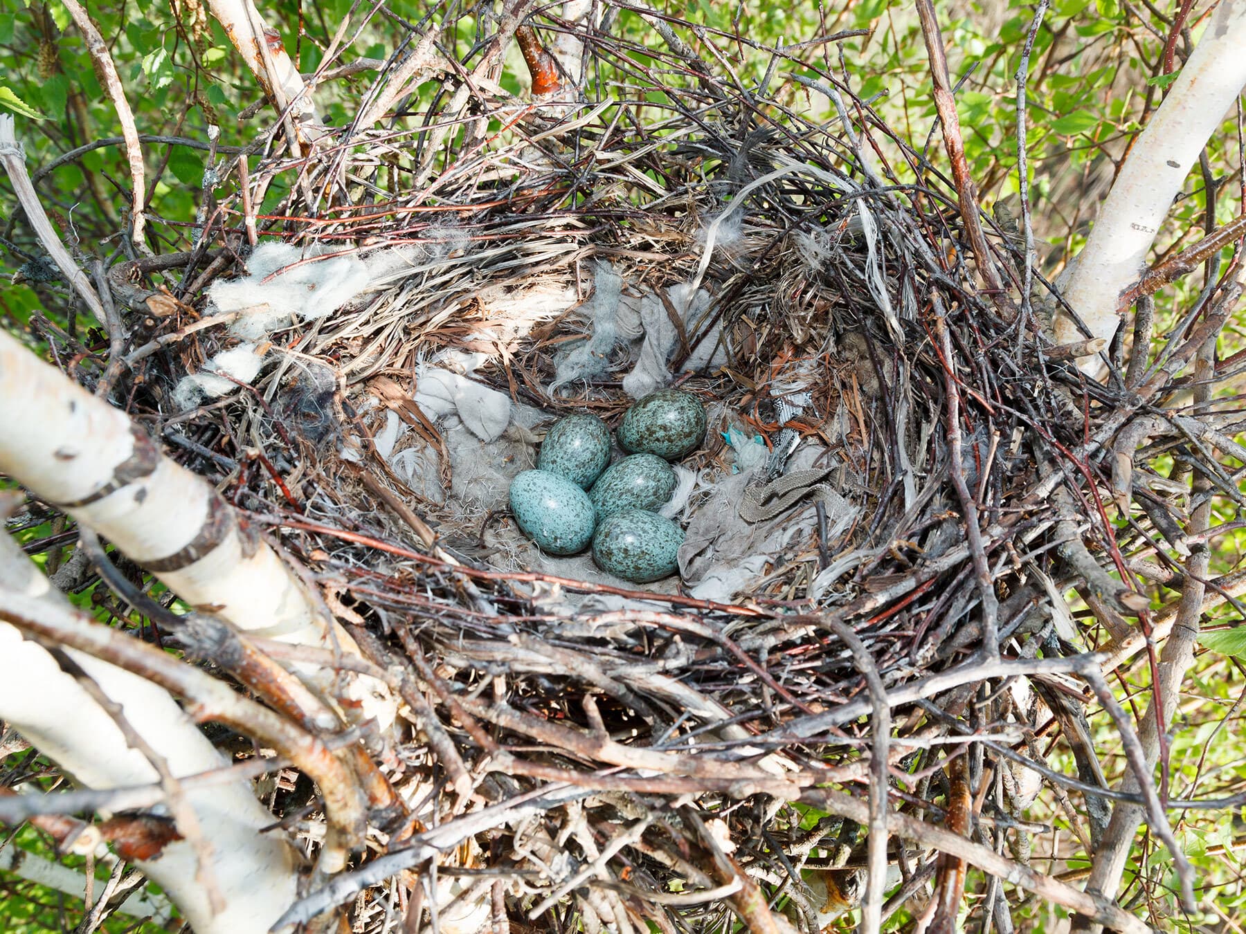 Hooded crow nest