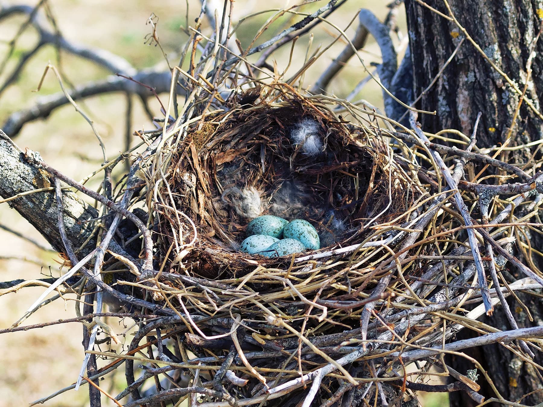 The nest of a Hooded Crow, with four pale blue eggs inside