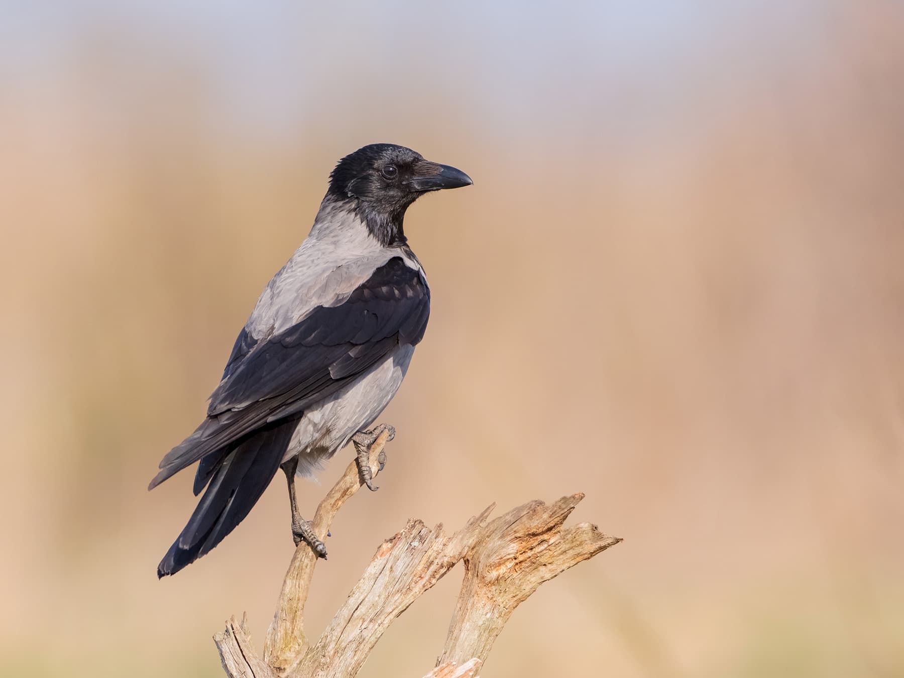 Hooded crow spring
