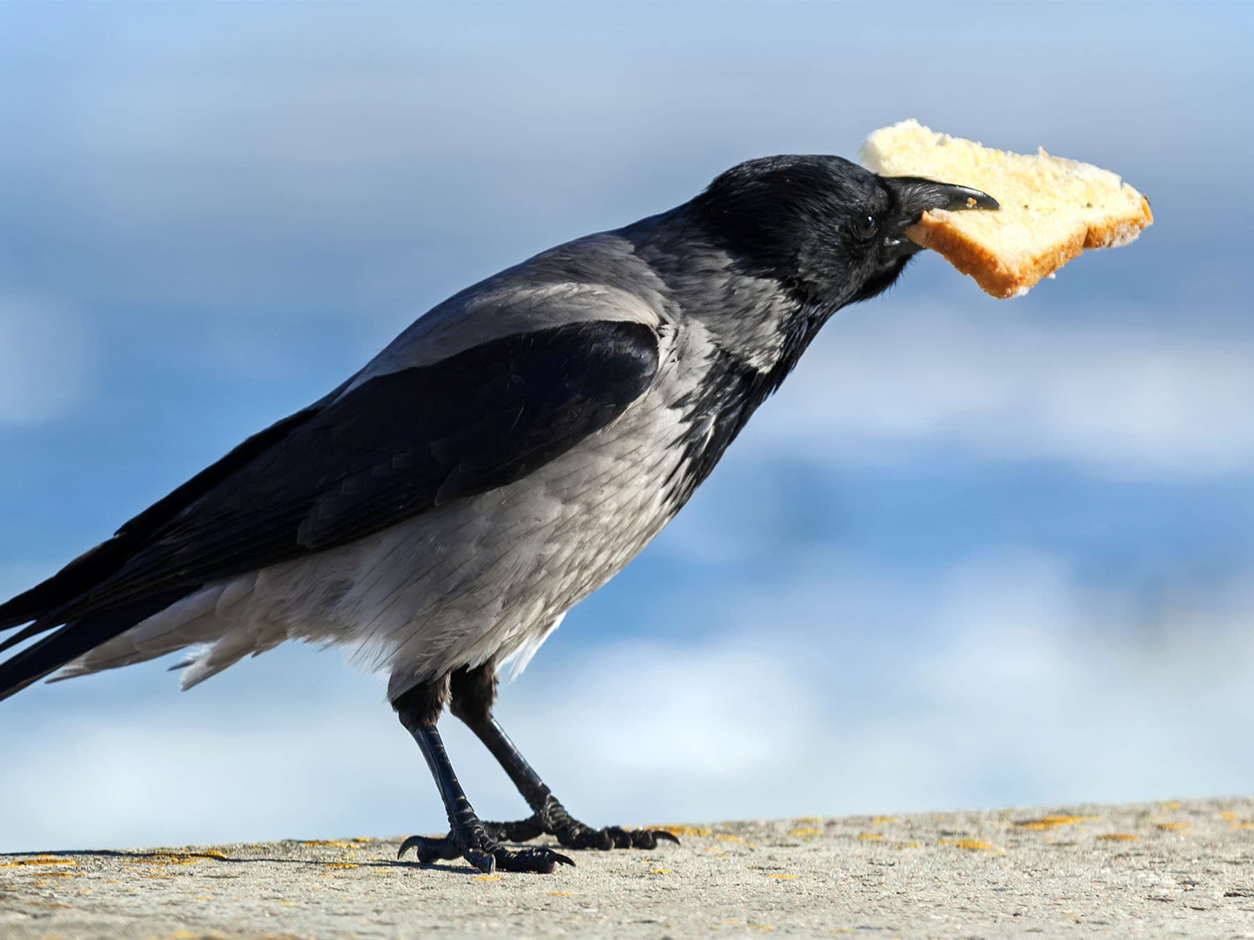 Hooded crow with bread in beak