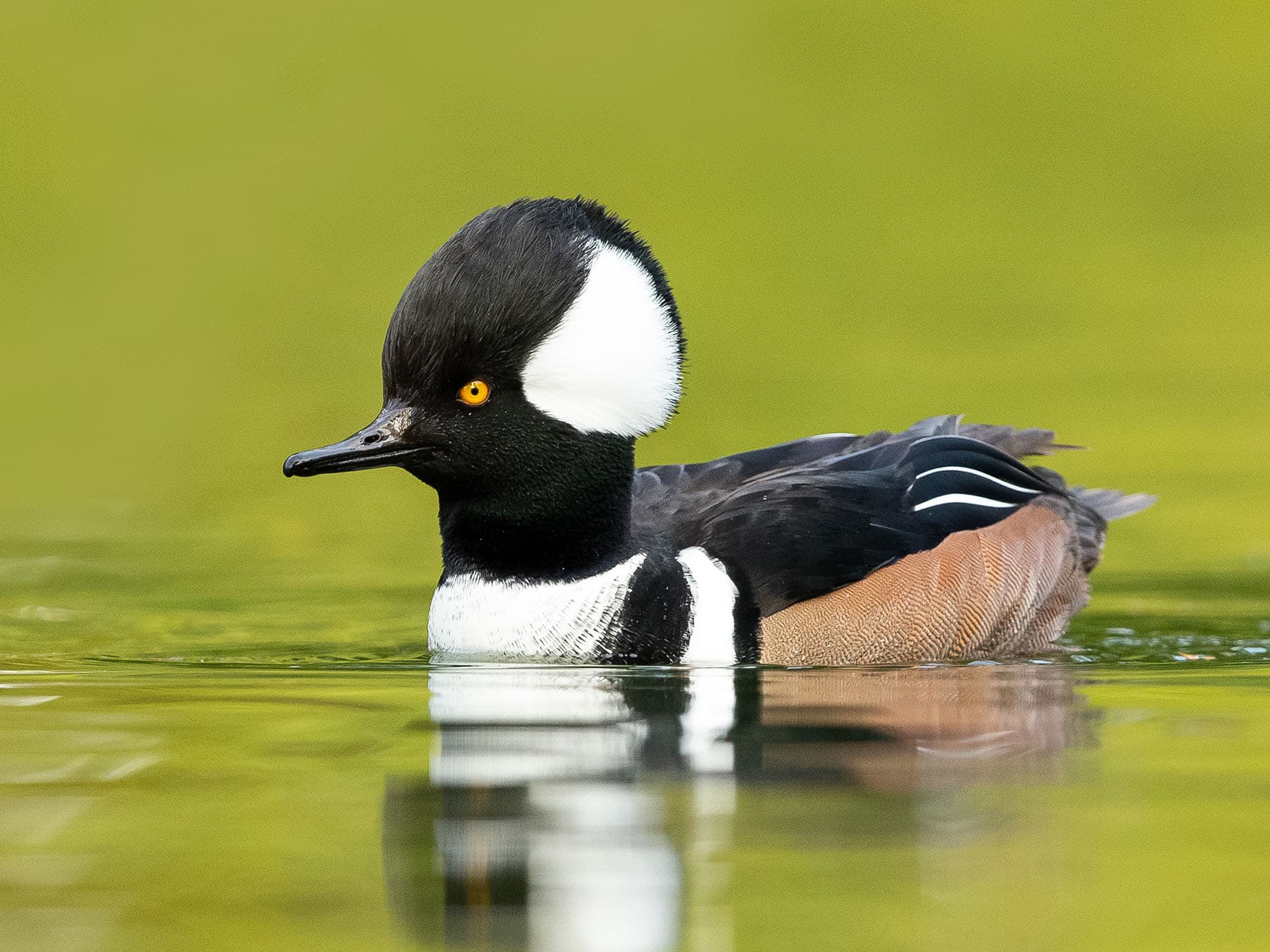 Hooded Merganser
