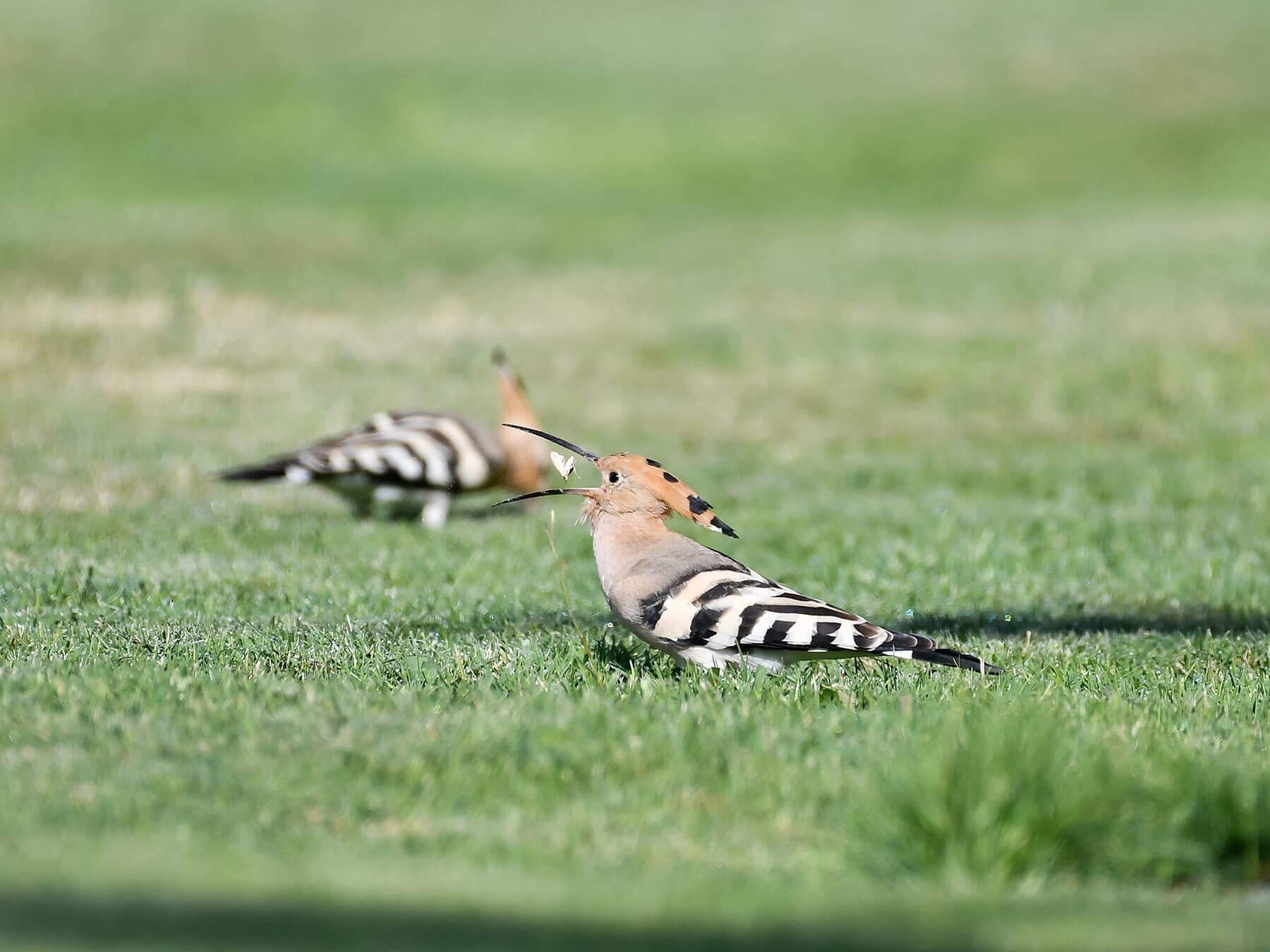 Hoopoe eating butterfly