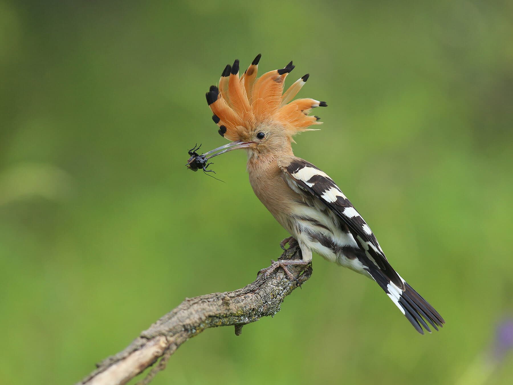 Hoopoe eating insect