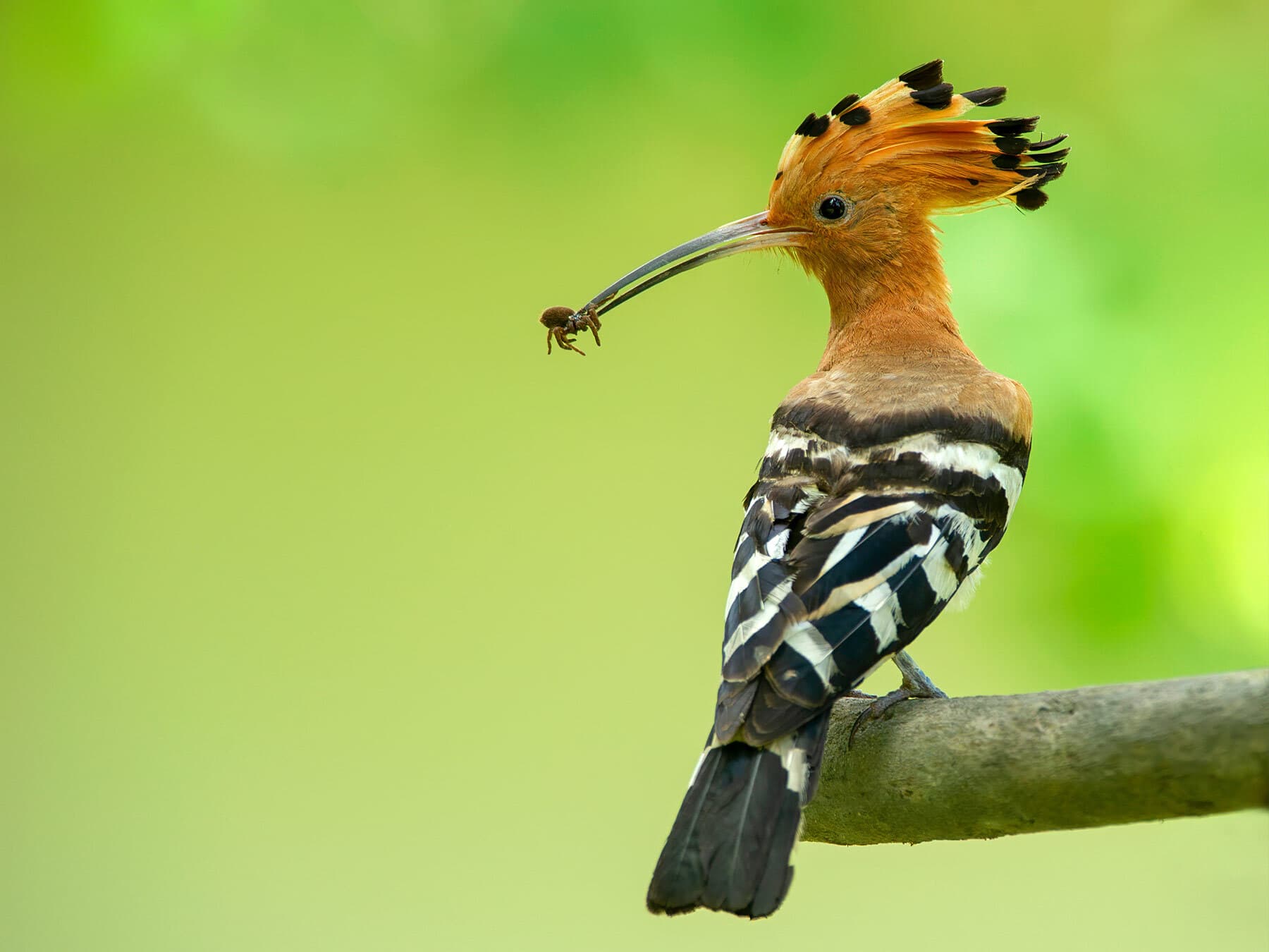 Hoopoe eating spider