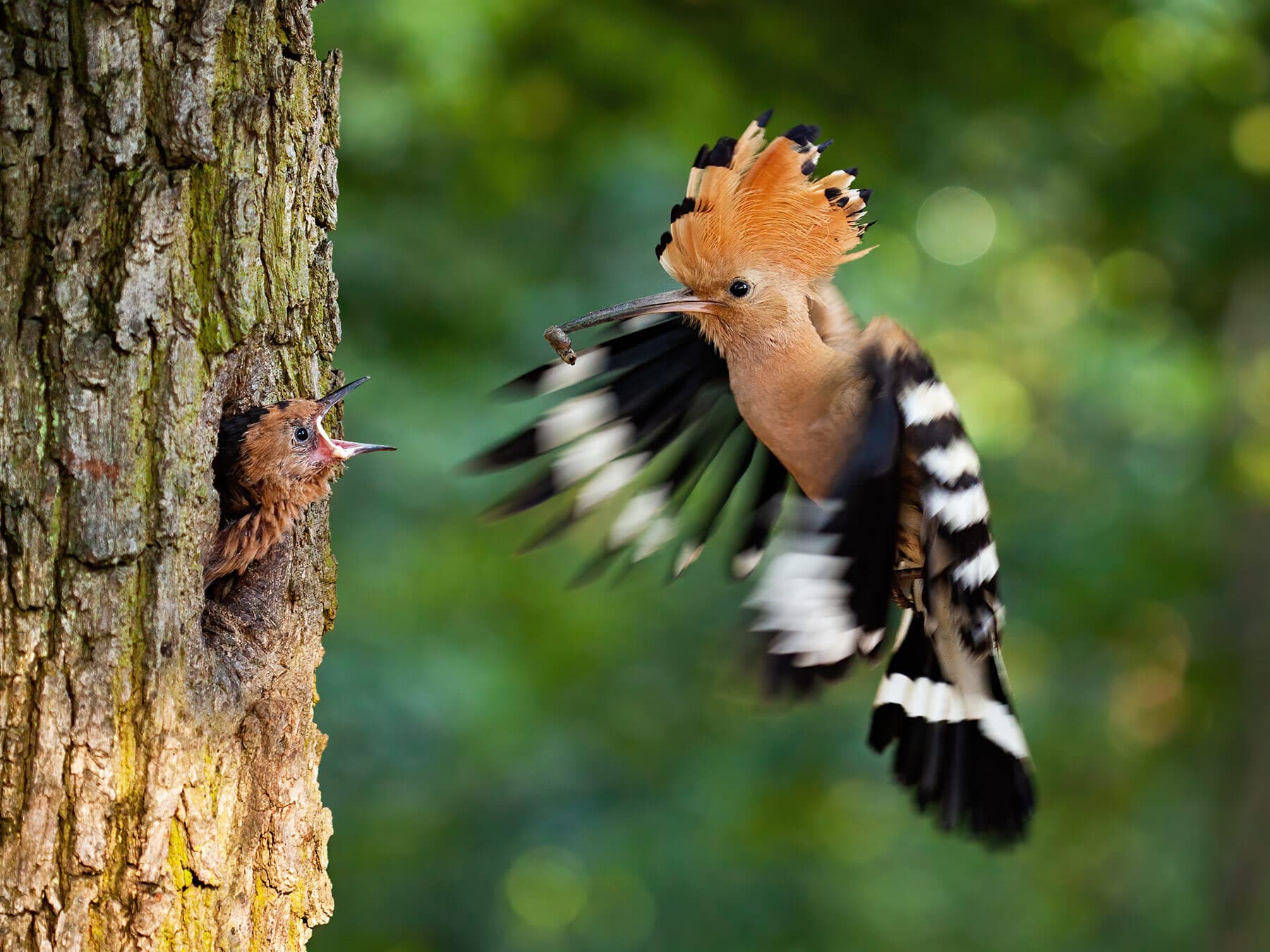 Hoopoe feeding chick