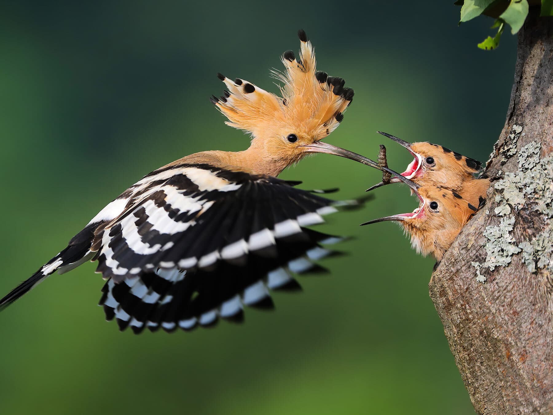 Hoopoe feeding chicks