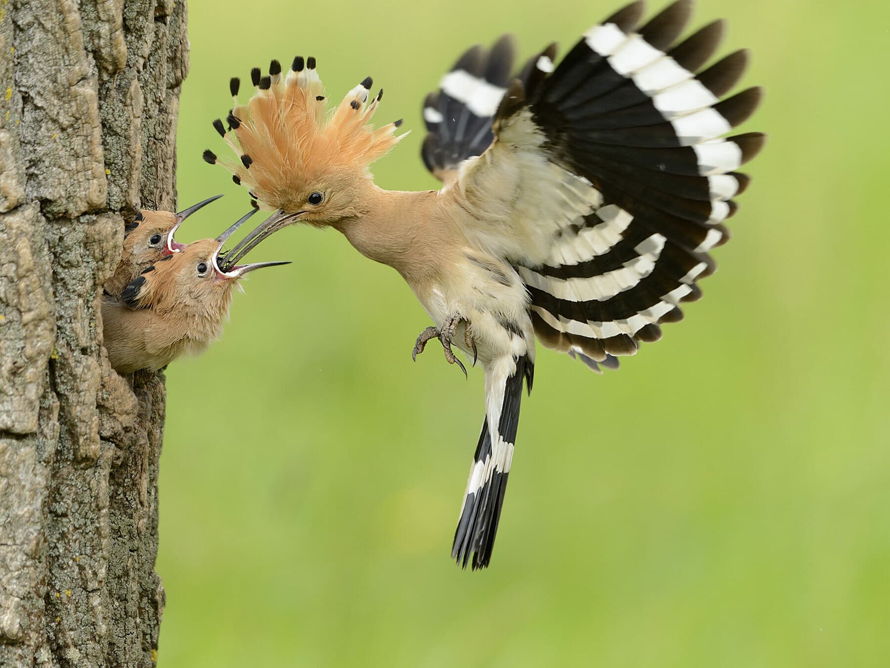 Hoopoe feeding