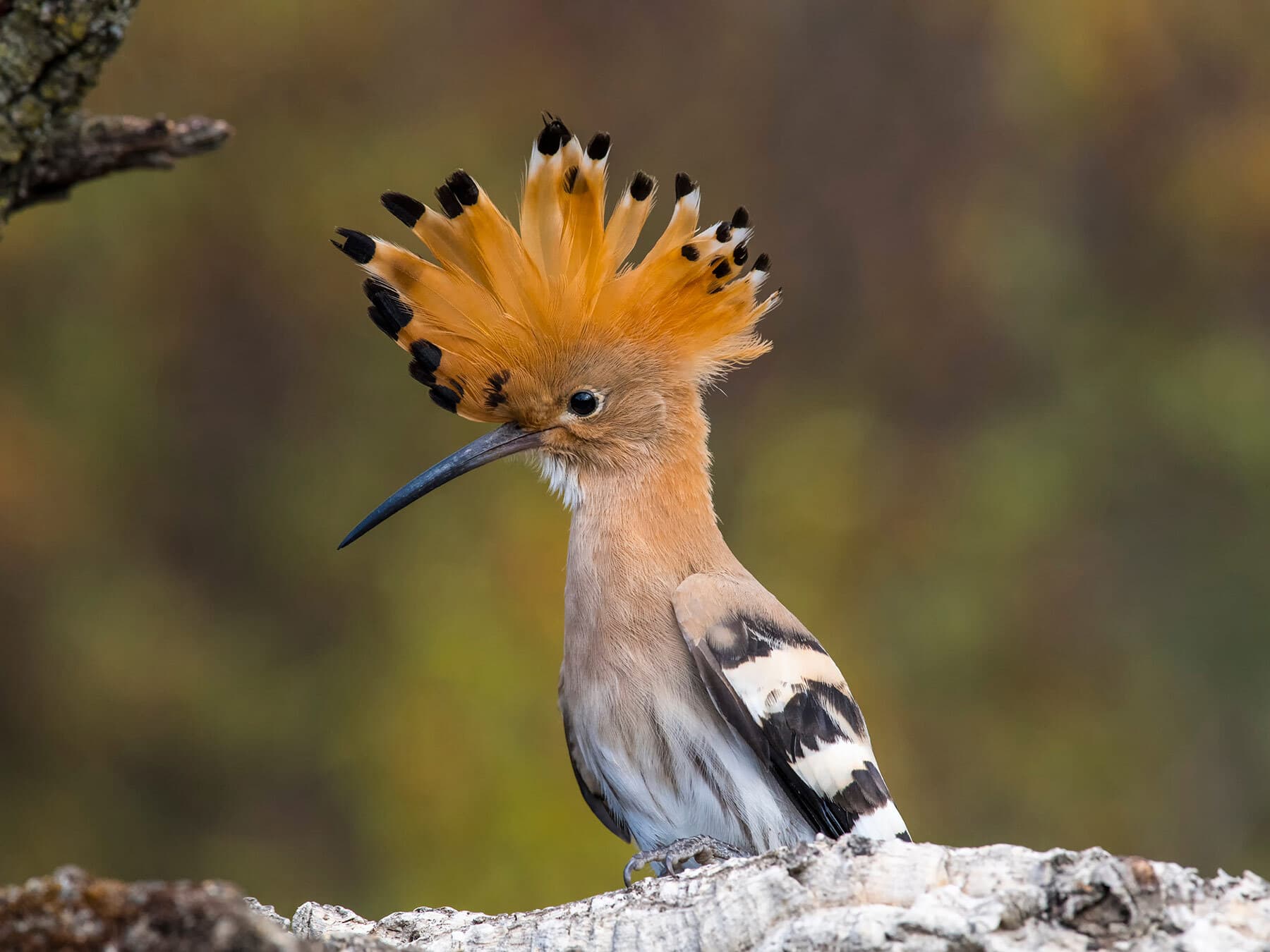 Hoopoe raised crest