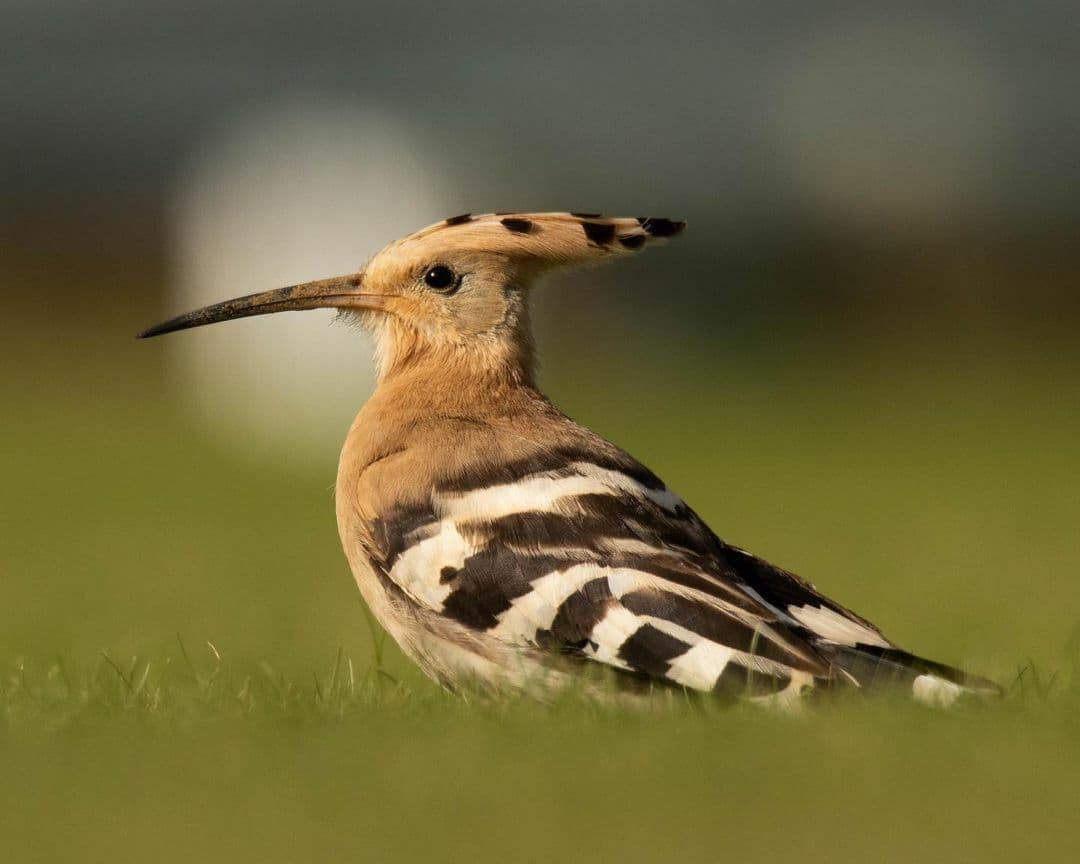 Hoopoe (Credit @danielleneedhamphotography IG)