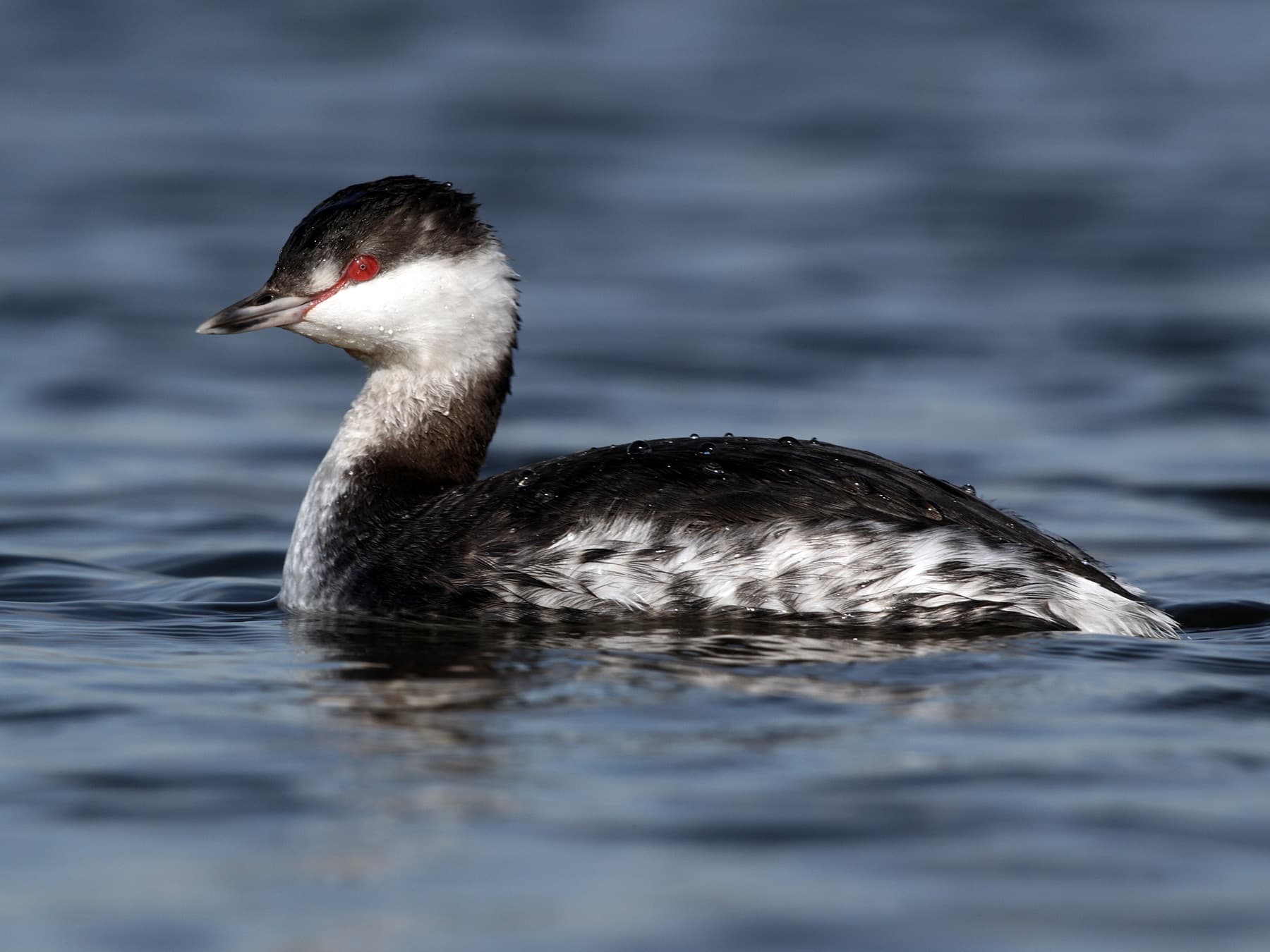 Horned Grebe, non-breeding plumage