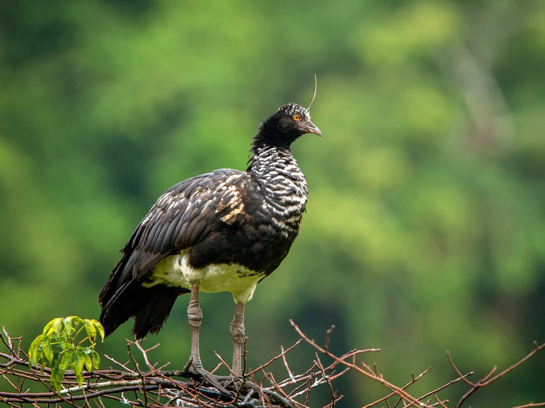 Horned screamer in forest habitat