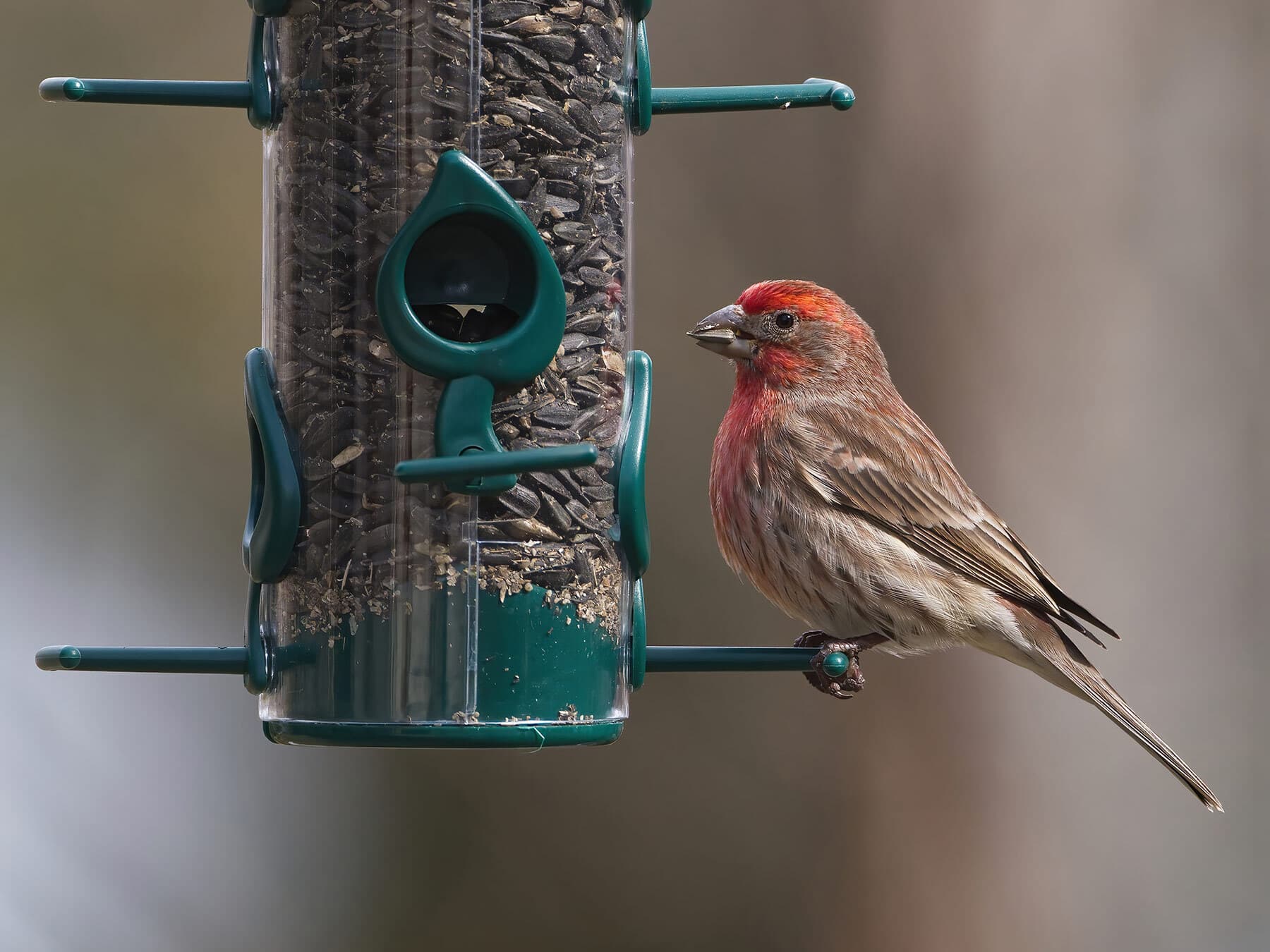 House finch feeder
