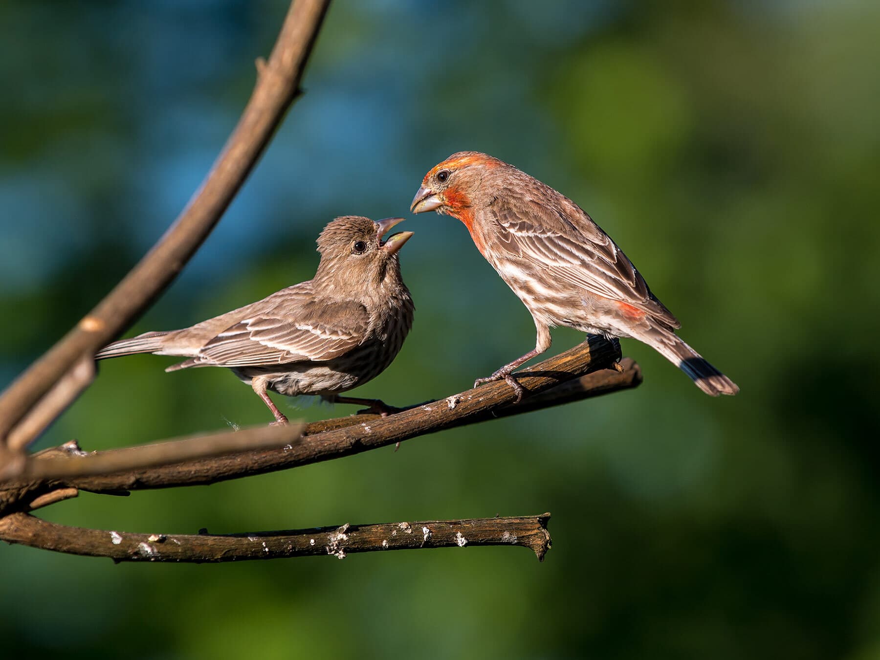House finch feeding juvenile