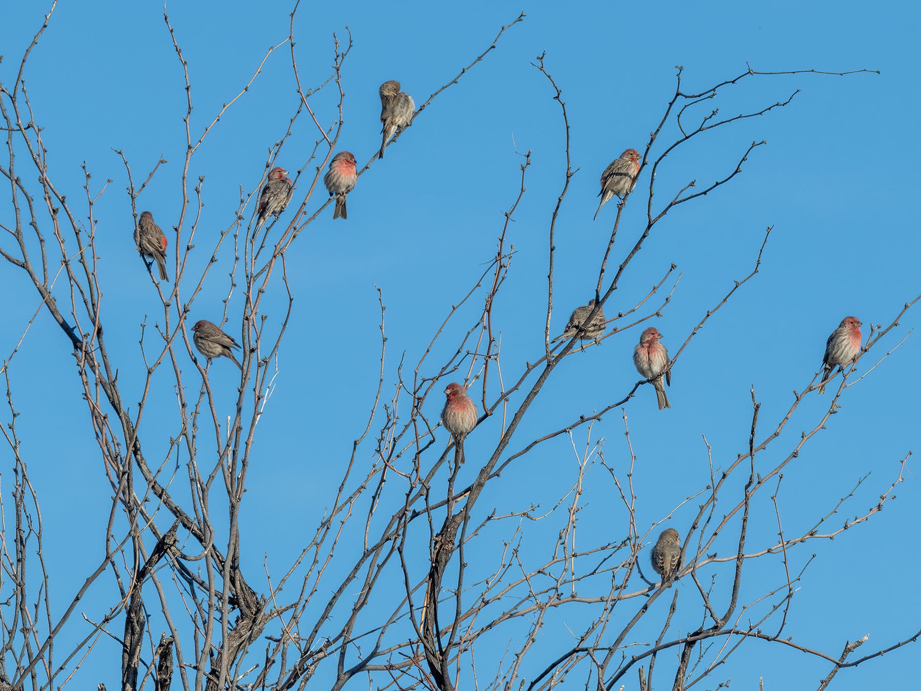 House finch flock