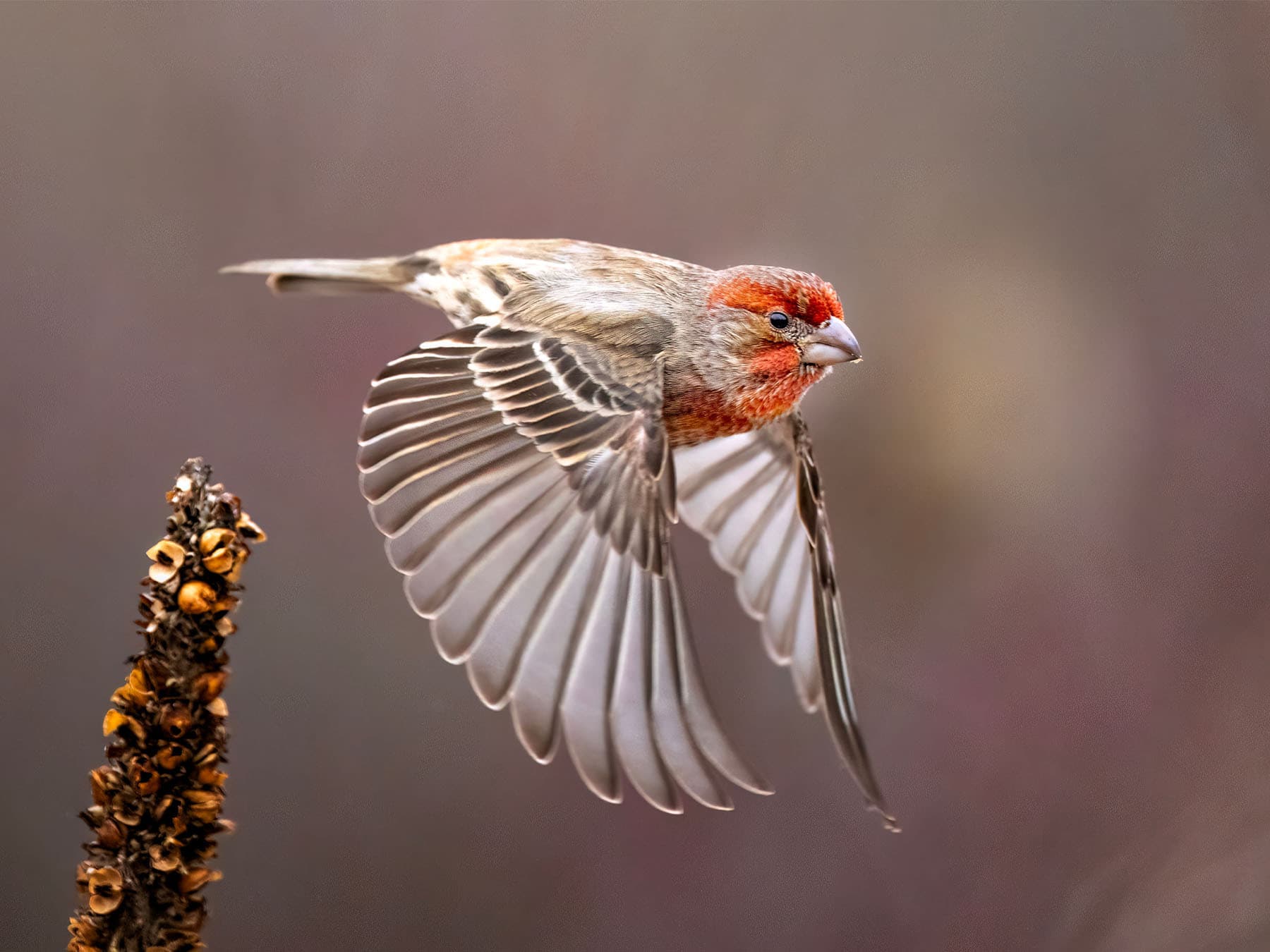 House Finch in-flight