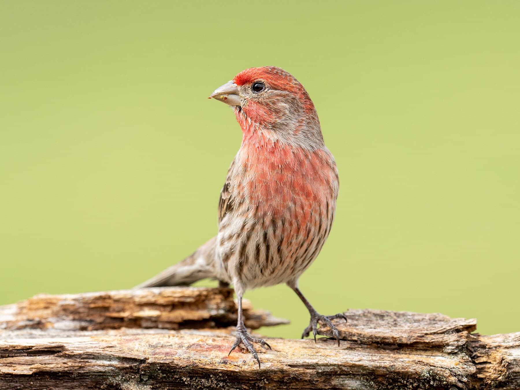 House finch migration