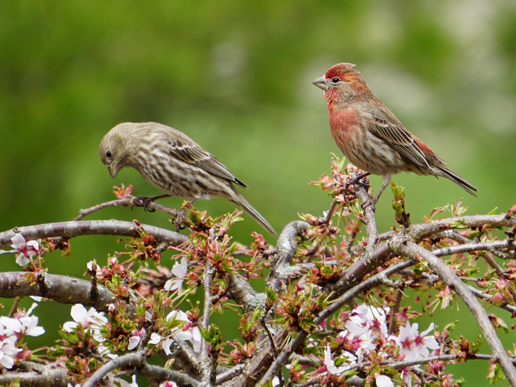 A female (left) and male House Finch in a flowering tree