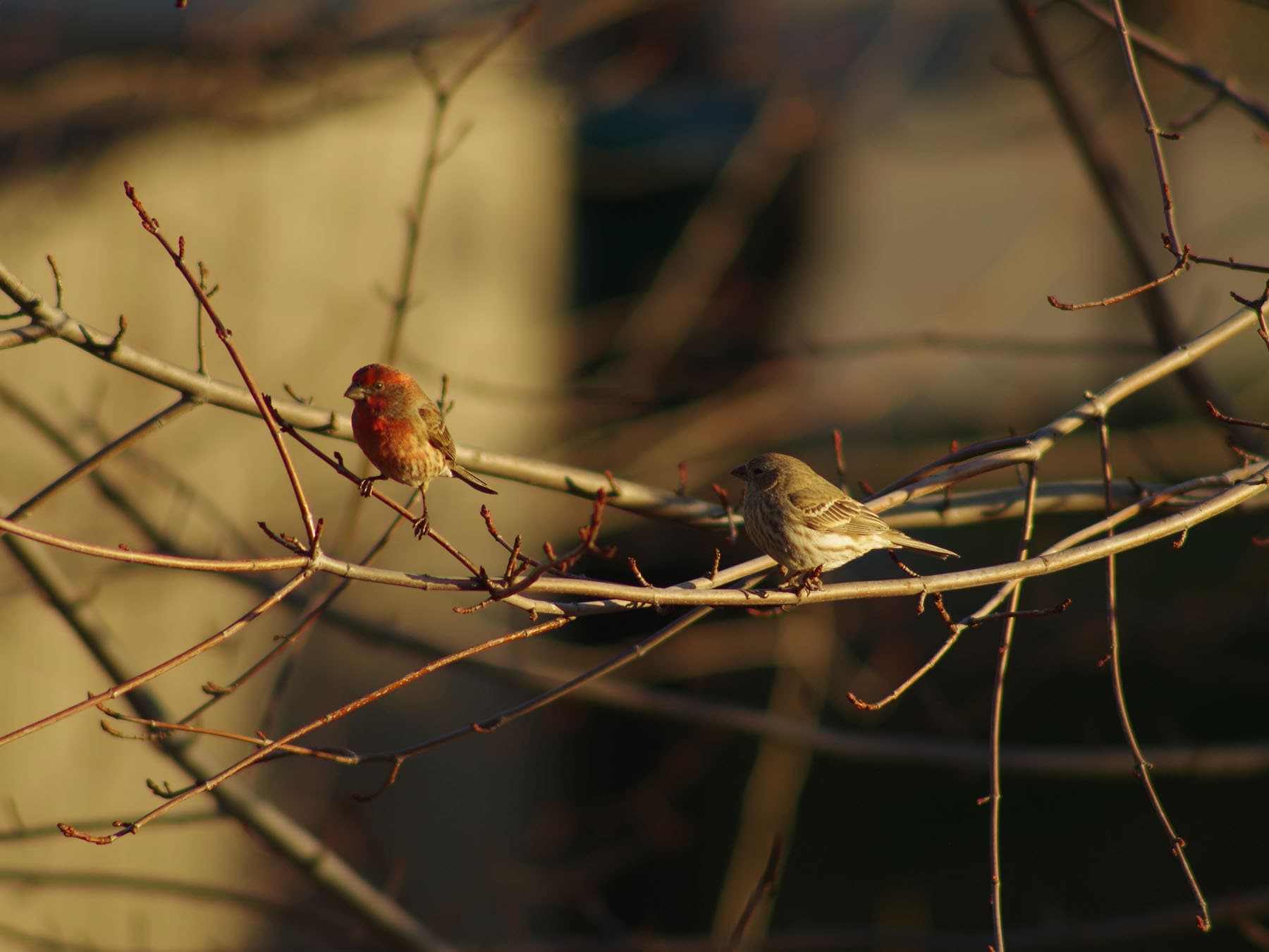 House finch pair in tree