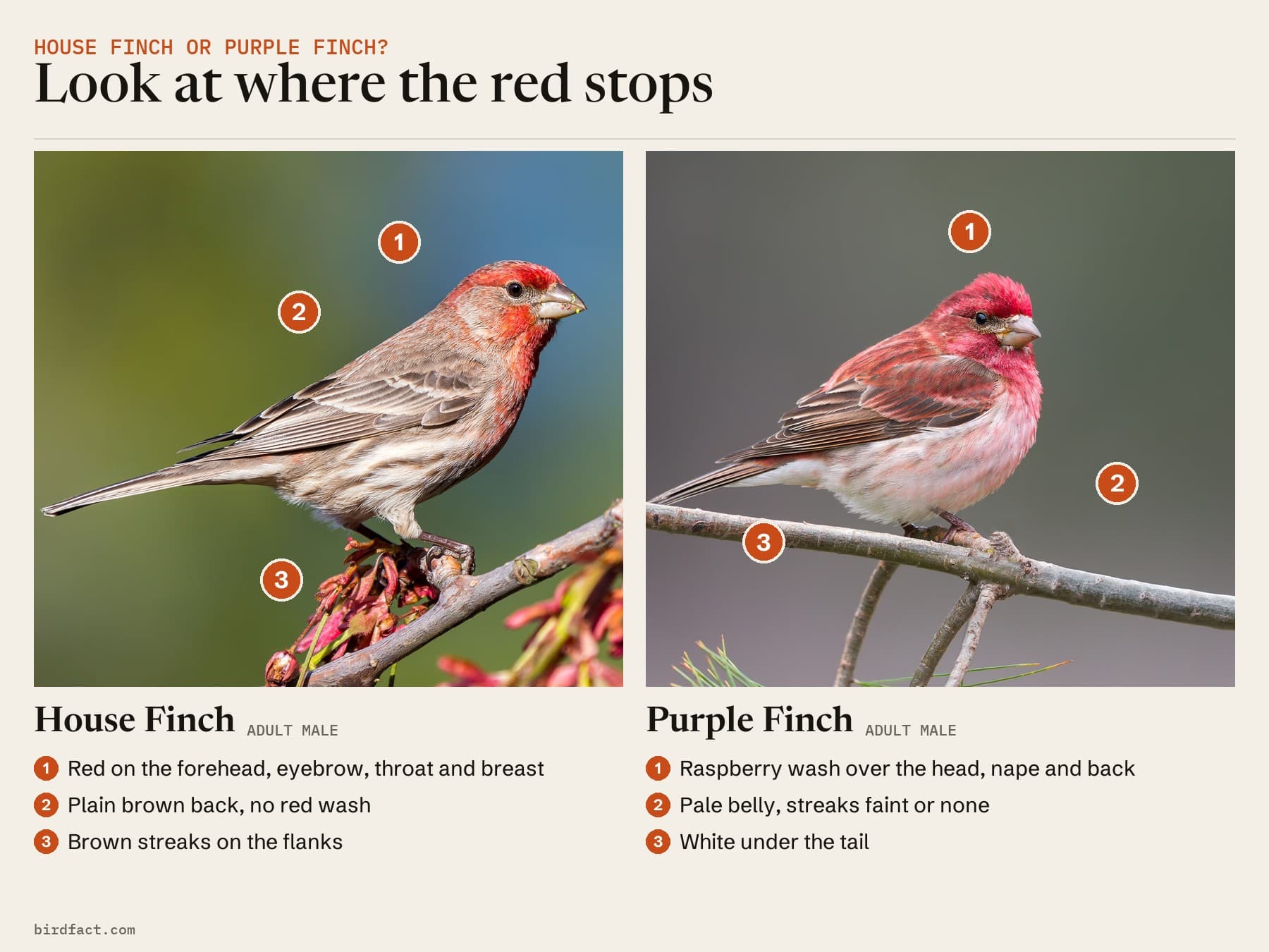 Comparison card, a perched adult male House Finch on the left and a perched adult male Purple Finch on the right, headed 'Look at where the red stops'. House Finch: red on the forehead, eyebrow, throat and breast; plain brown back with no red wash; brown streaks on the flanks. Purple Finch: raspberry wash over the head, nape and back; pale belly with faint streaks or none; white under the tail.