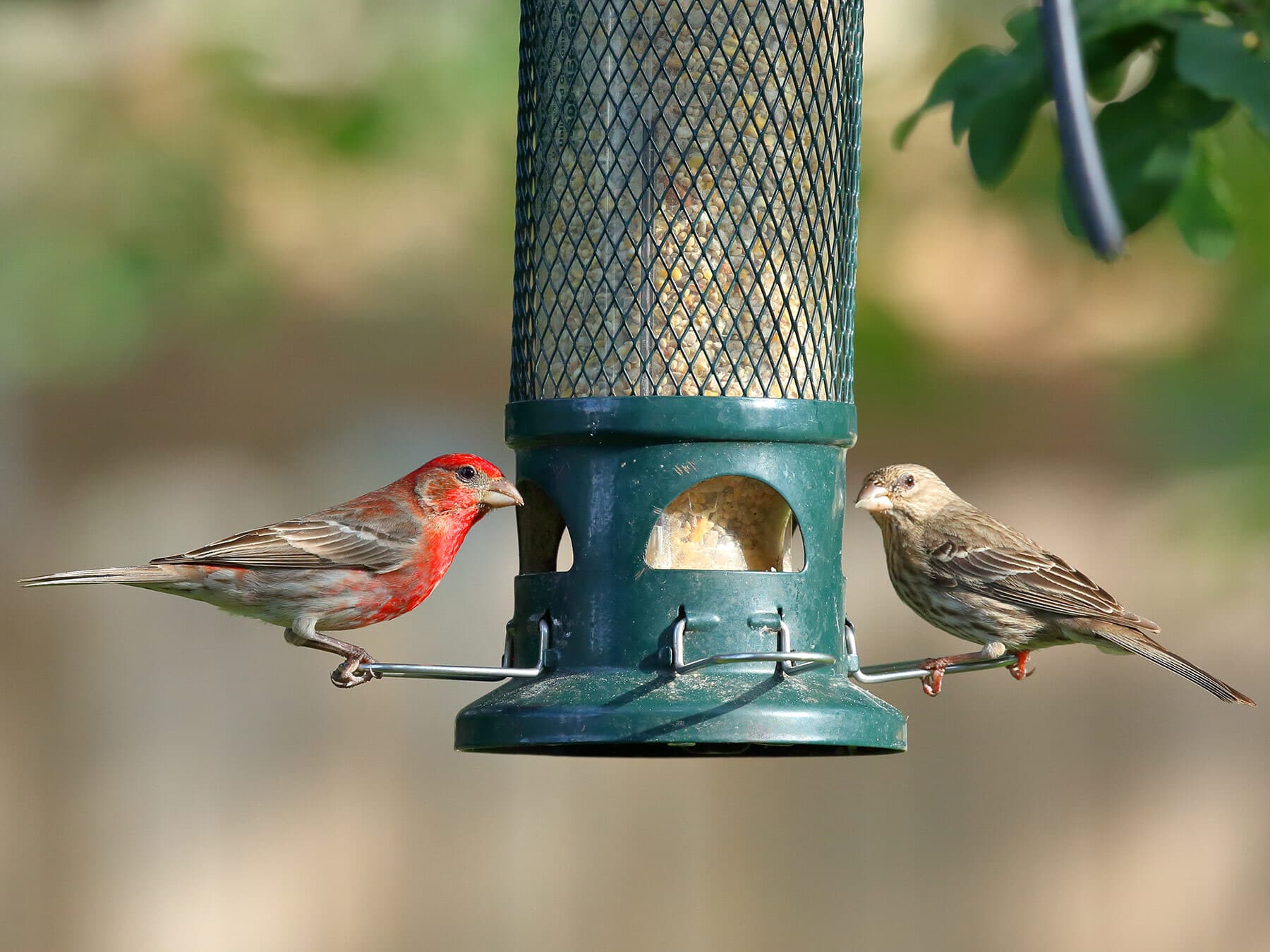 House finches at feeder