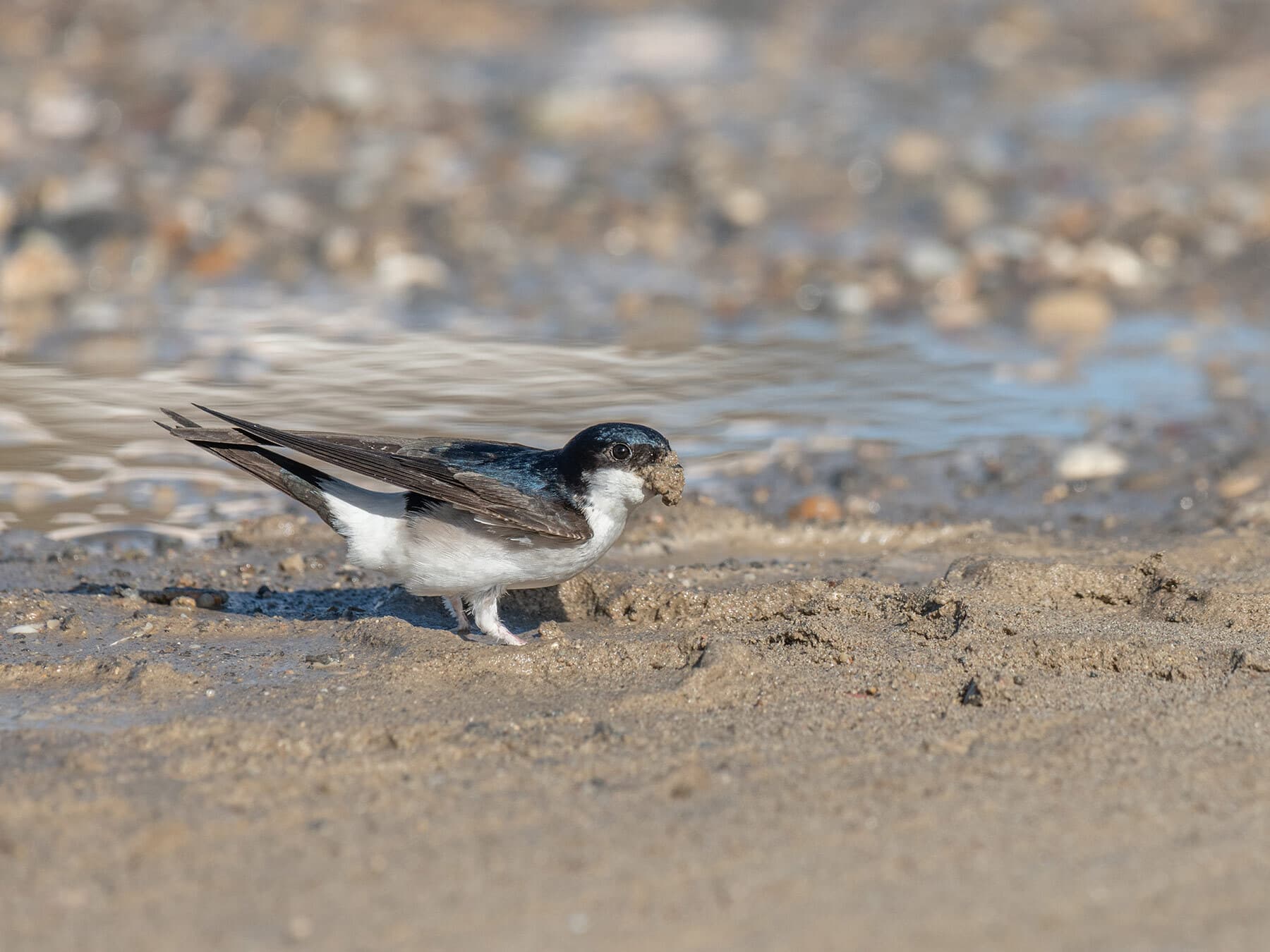 House martin gathering mud